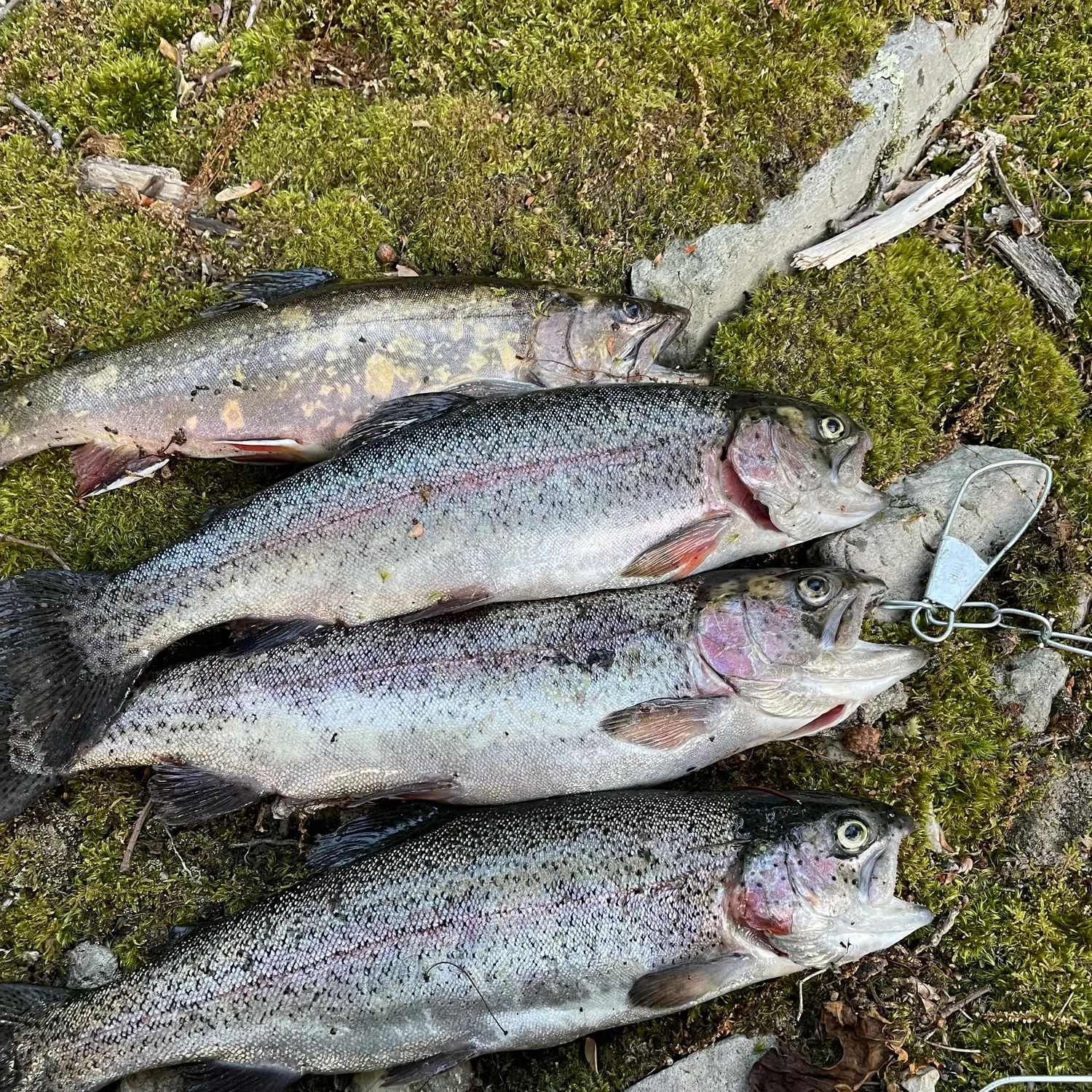 recently logged catches