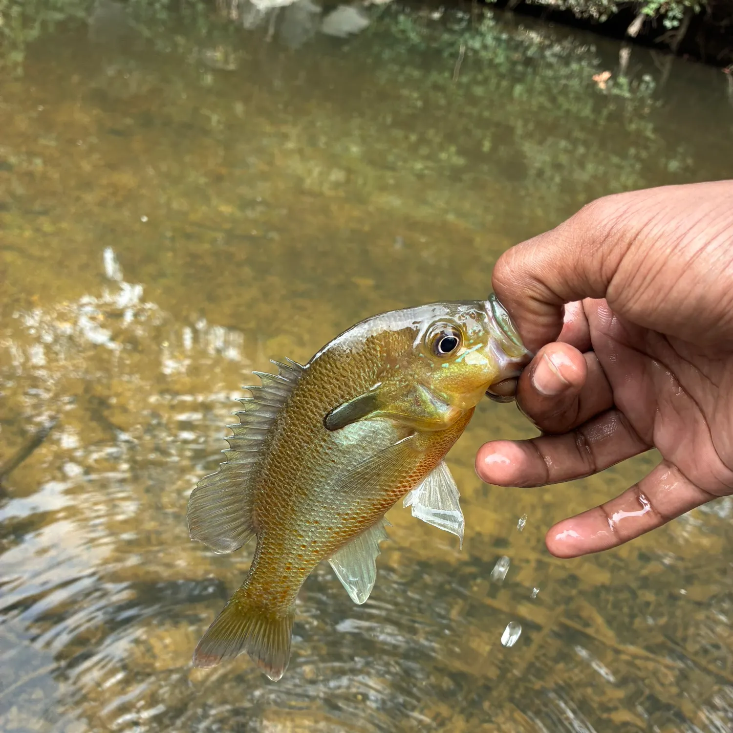 Redbreast sunfish caught on Fishbrain