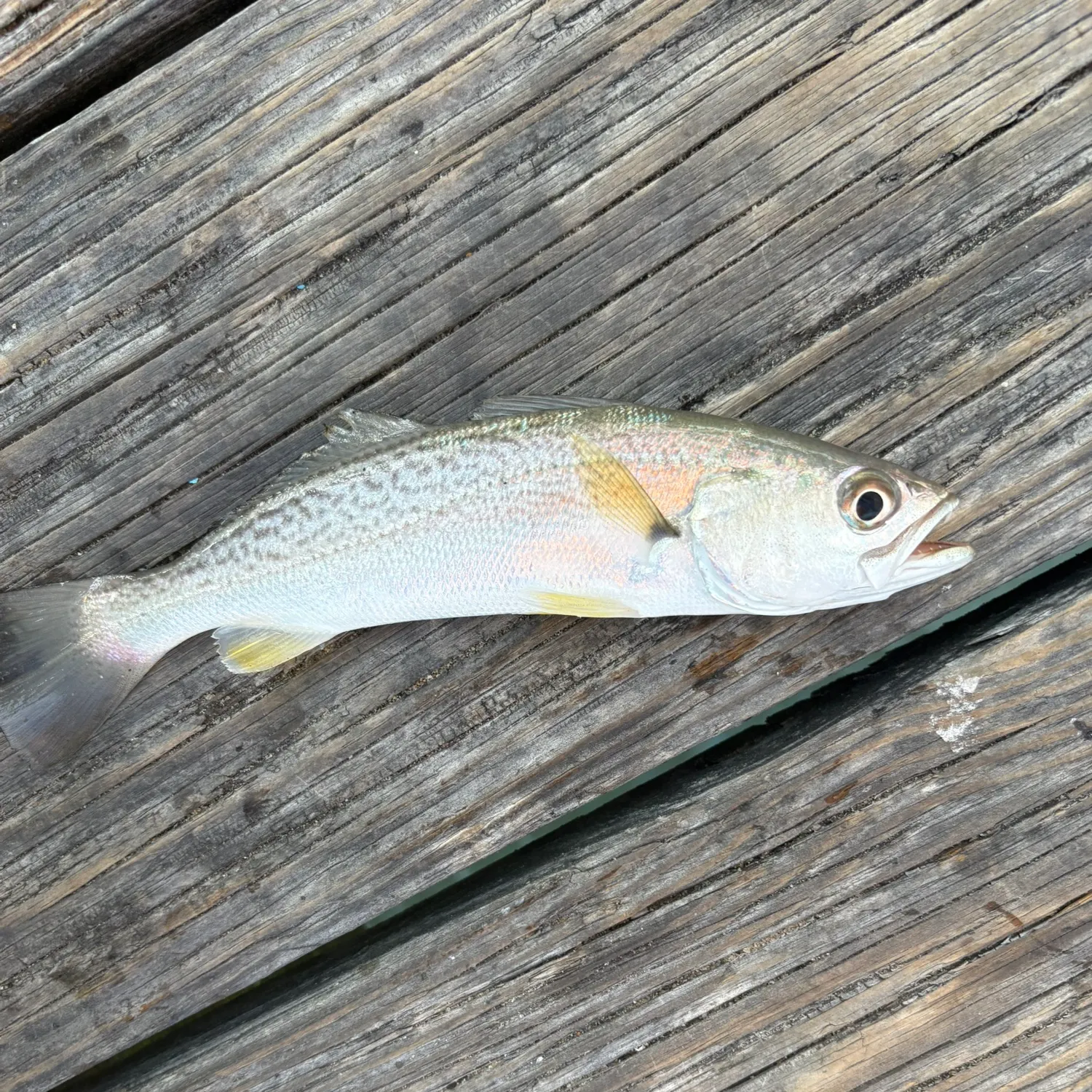 Gray weakfish caught on Fishbrain