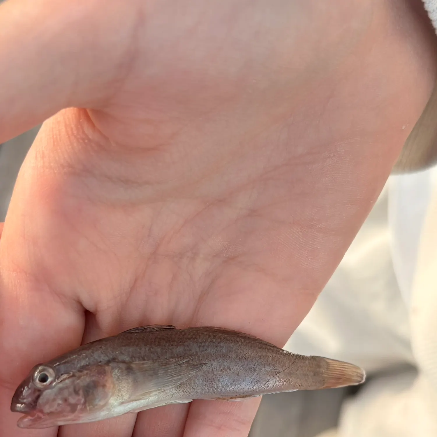Round goby caught on Fishbrain