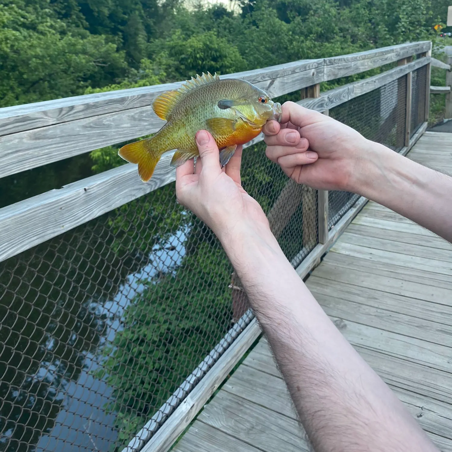 angler catch