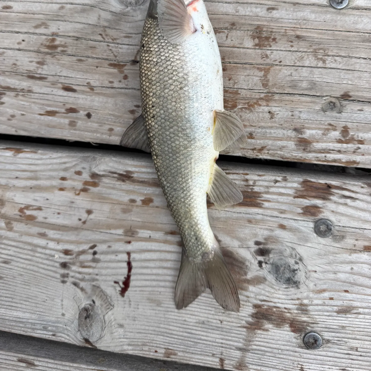 Northern pikeminnow caught on Fishbrain