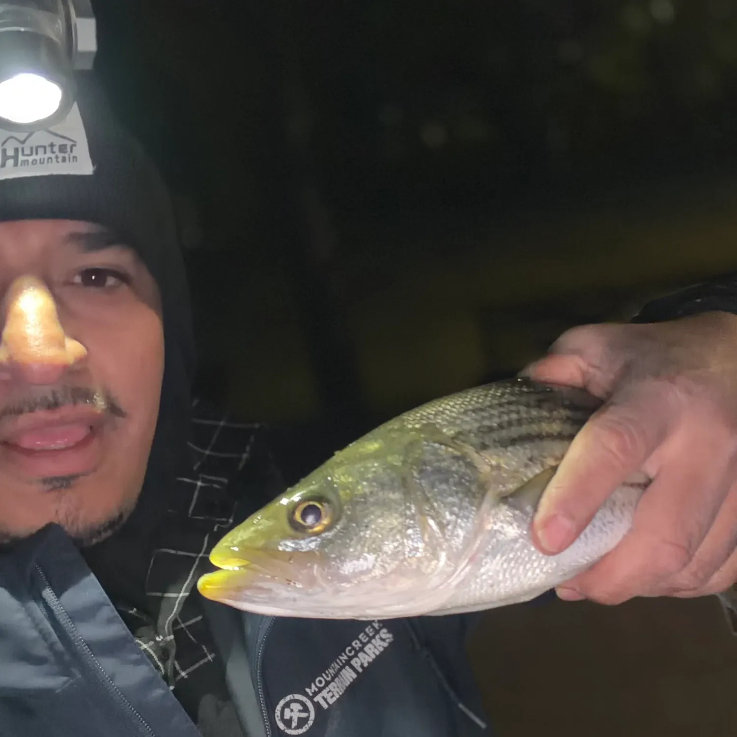 Striped bass caught on Fishbrain
