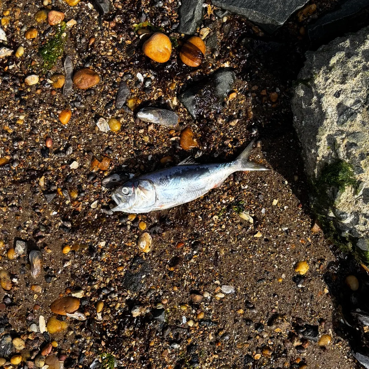 The most recent Gulf menhaden catches on Fishbrain