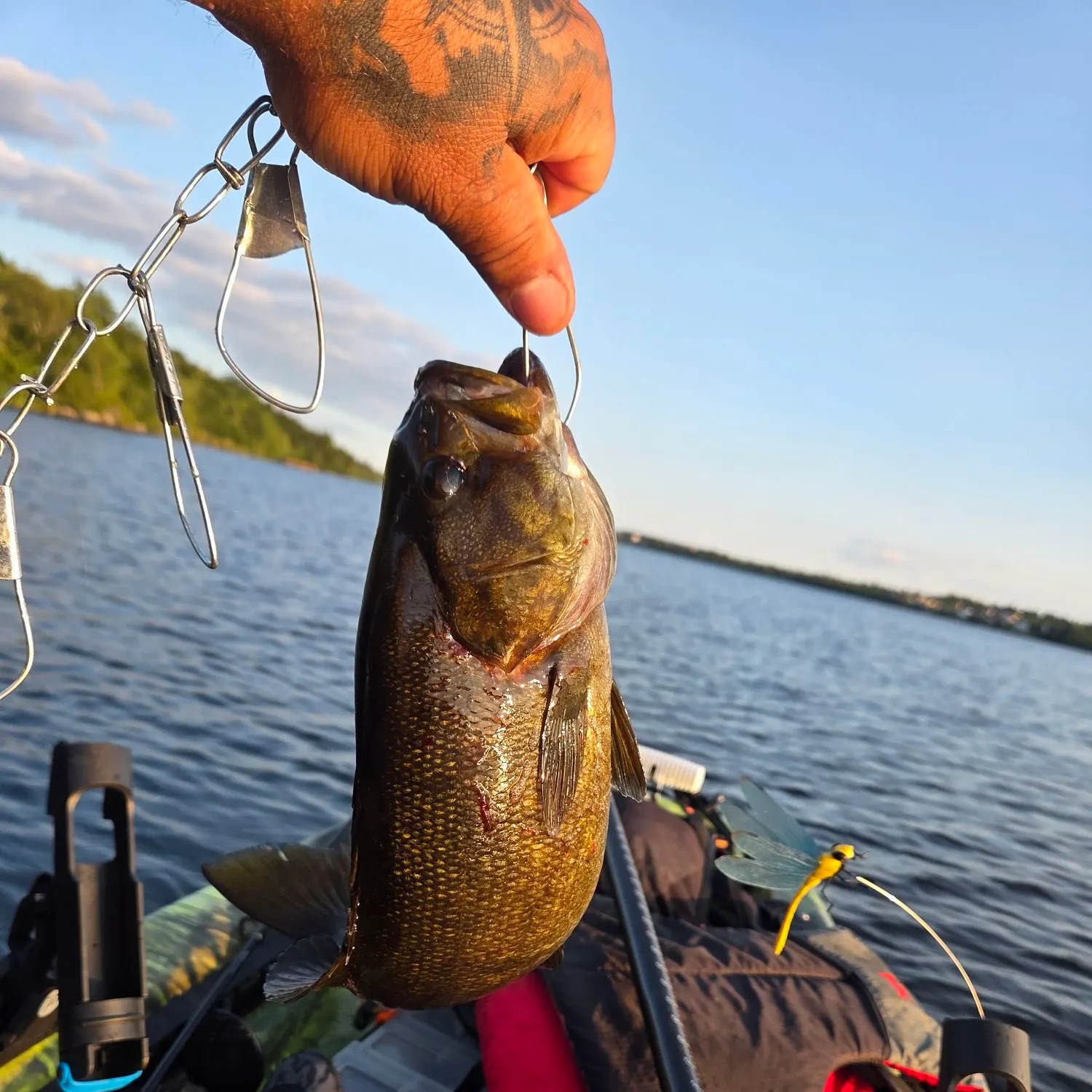 Smallmouth bass caught on Fishbrain
