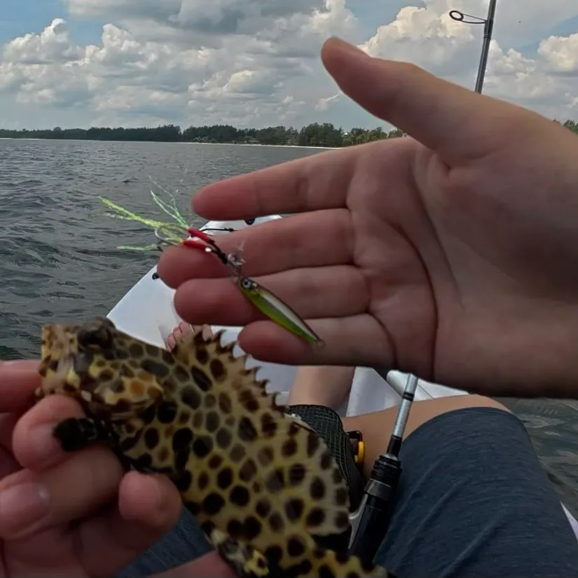 The most recent Honeycomb grouper catches on Fishbrain