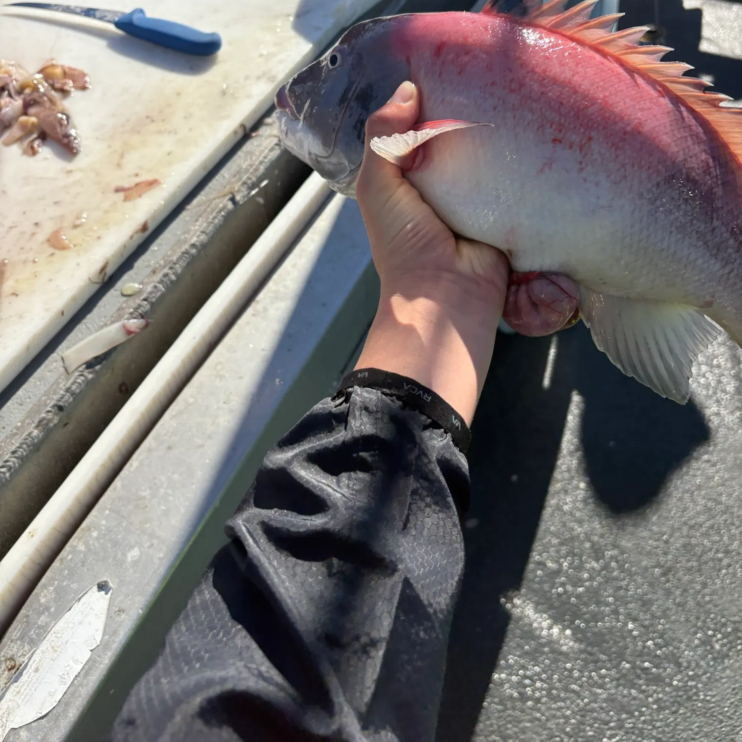California sheephead caught on Fishbrain