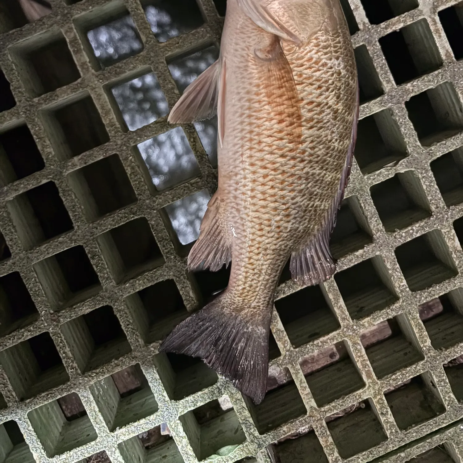 The most recent Mangrove snapper catches on Fishbrain