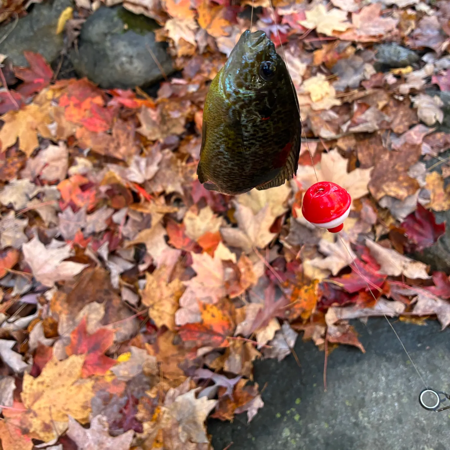 Pumpkinseed caught on Fishbrain