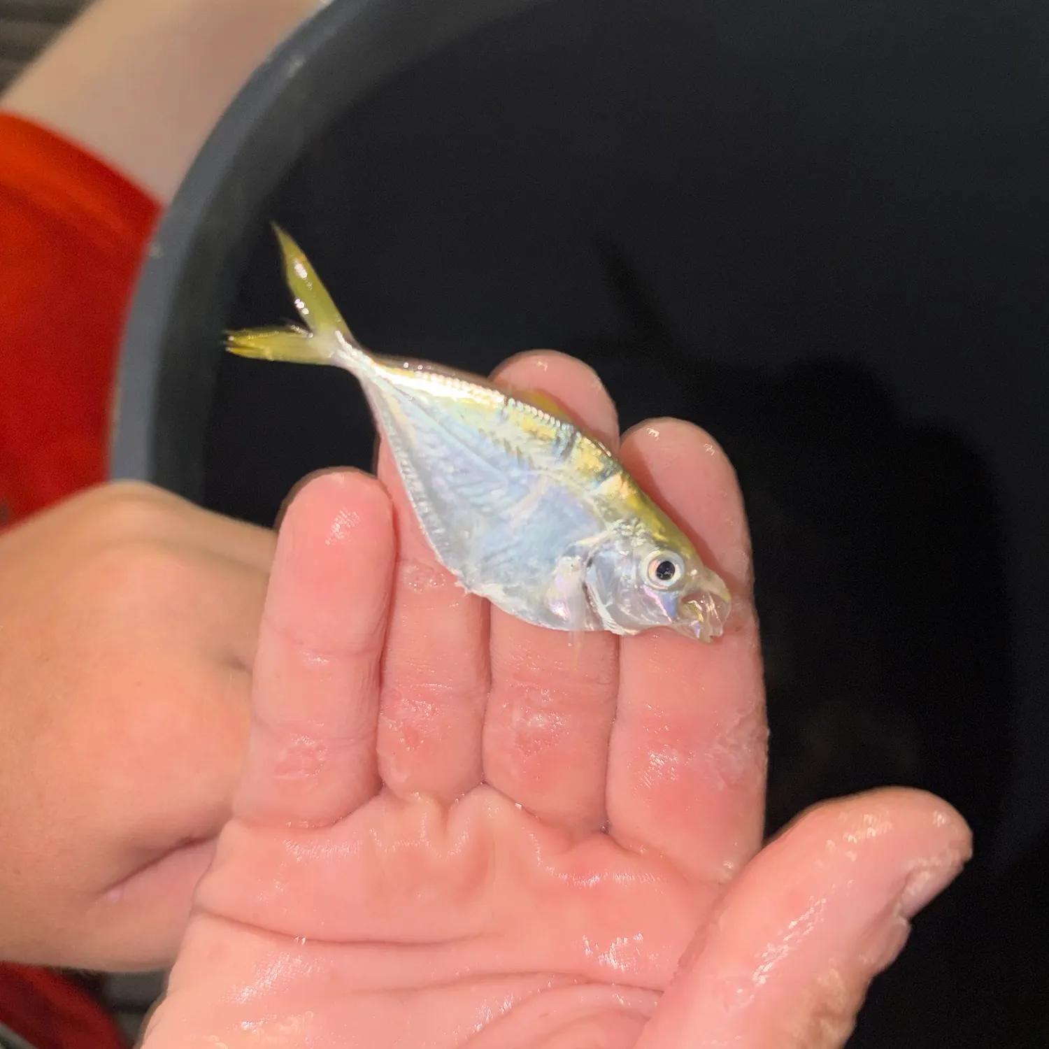 The most recent Lookdown catches on Fishbrain