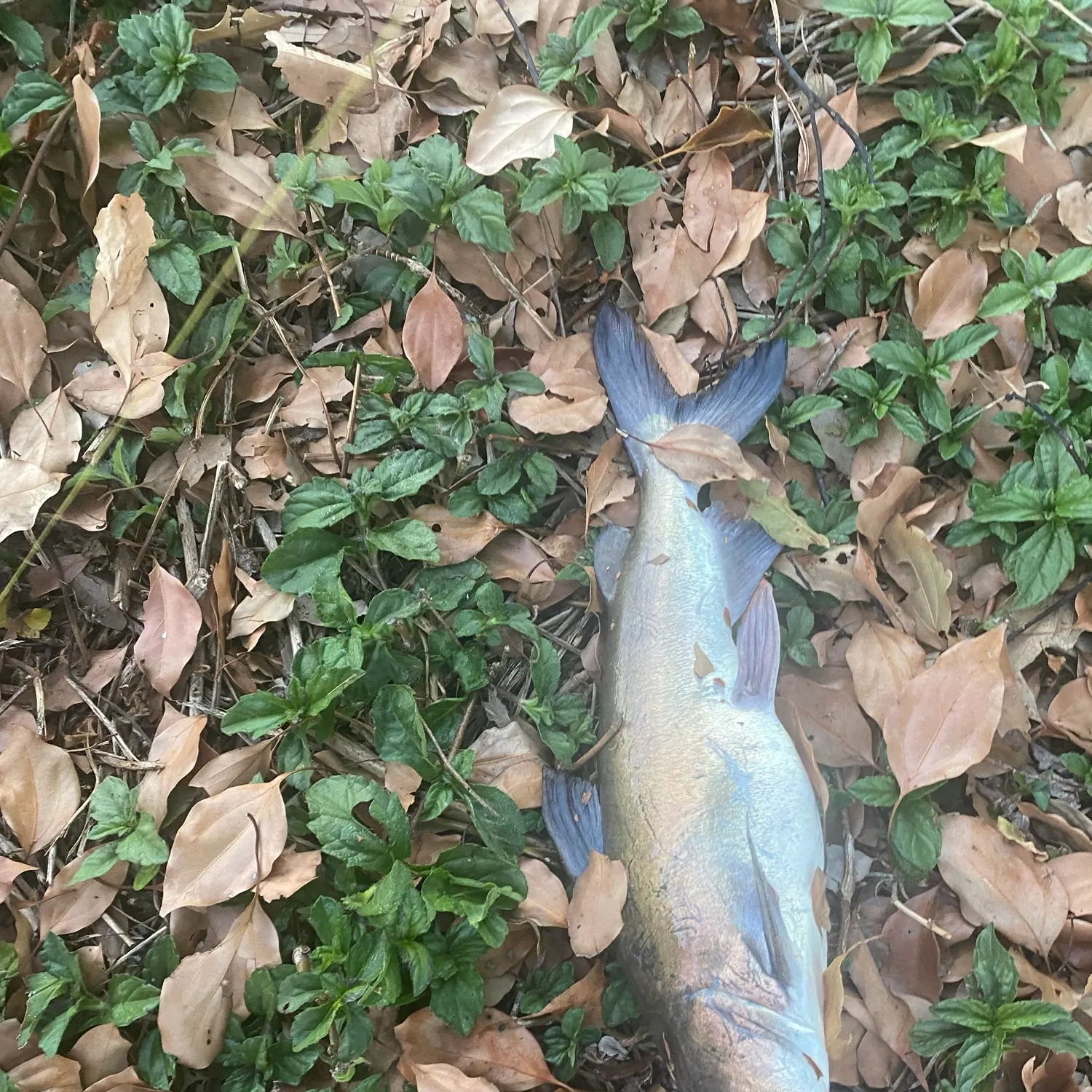 Blue catfish caught on Fishbrain