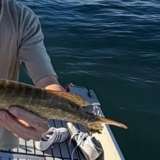 Northern pike caught on Fishbrain