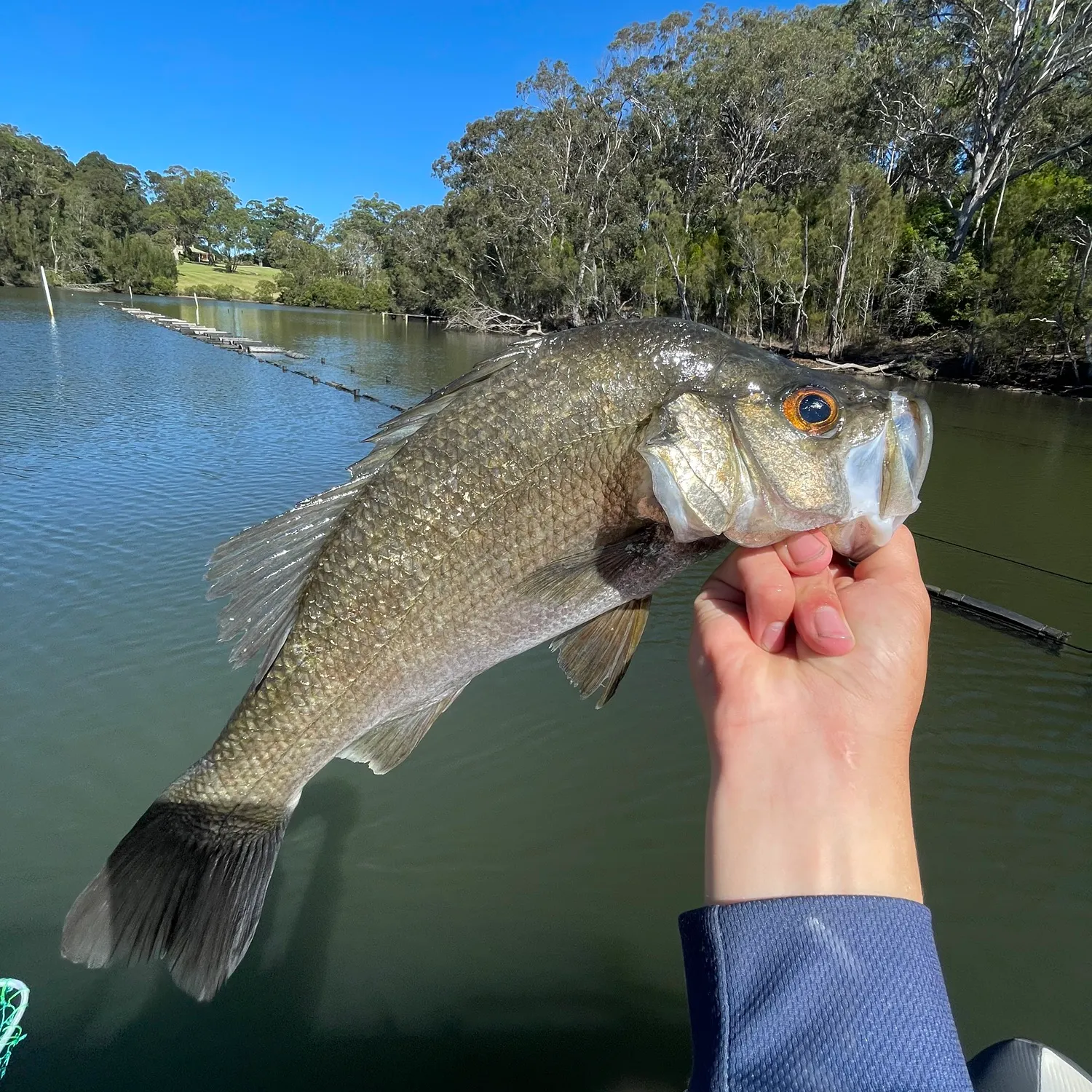 The most recent Estuary perch catches on Fishbrain