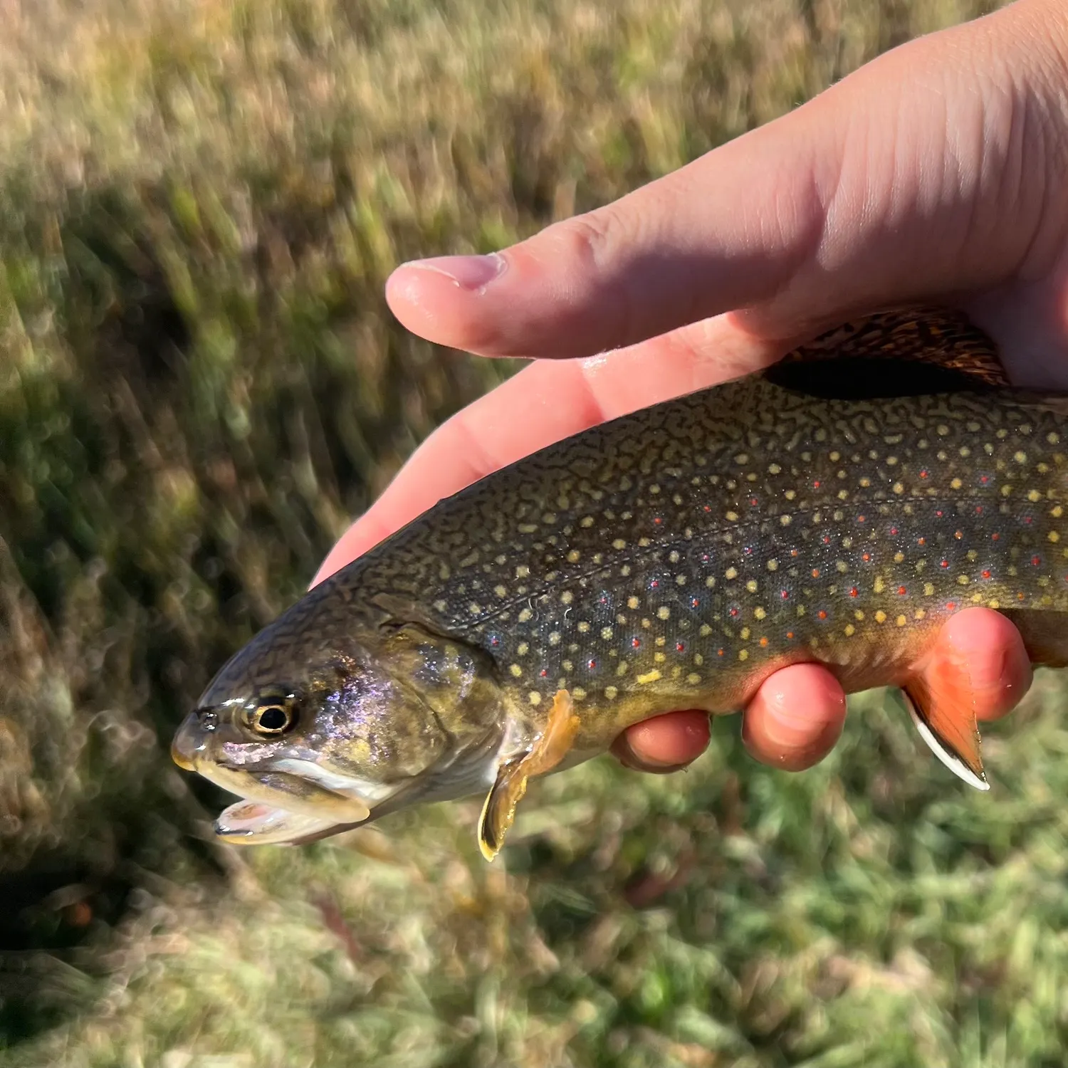 Brook trout caught on Fishbrain