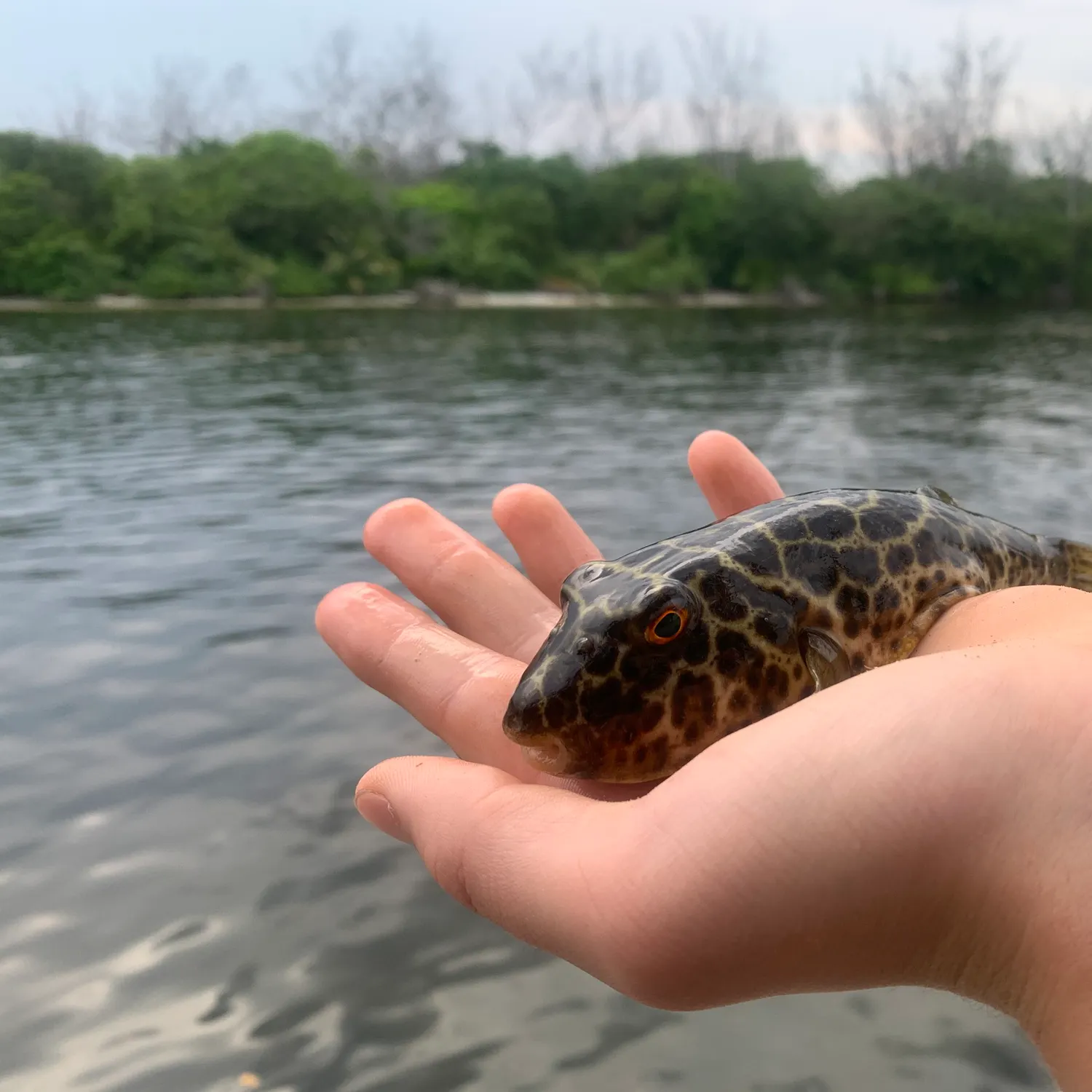 The most recent Checkered puffer catches on Fishbrain