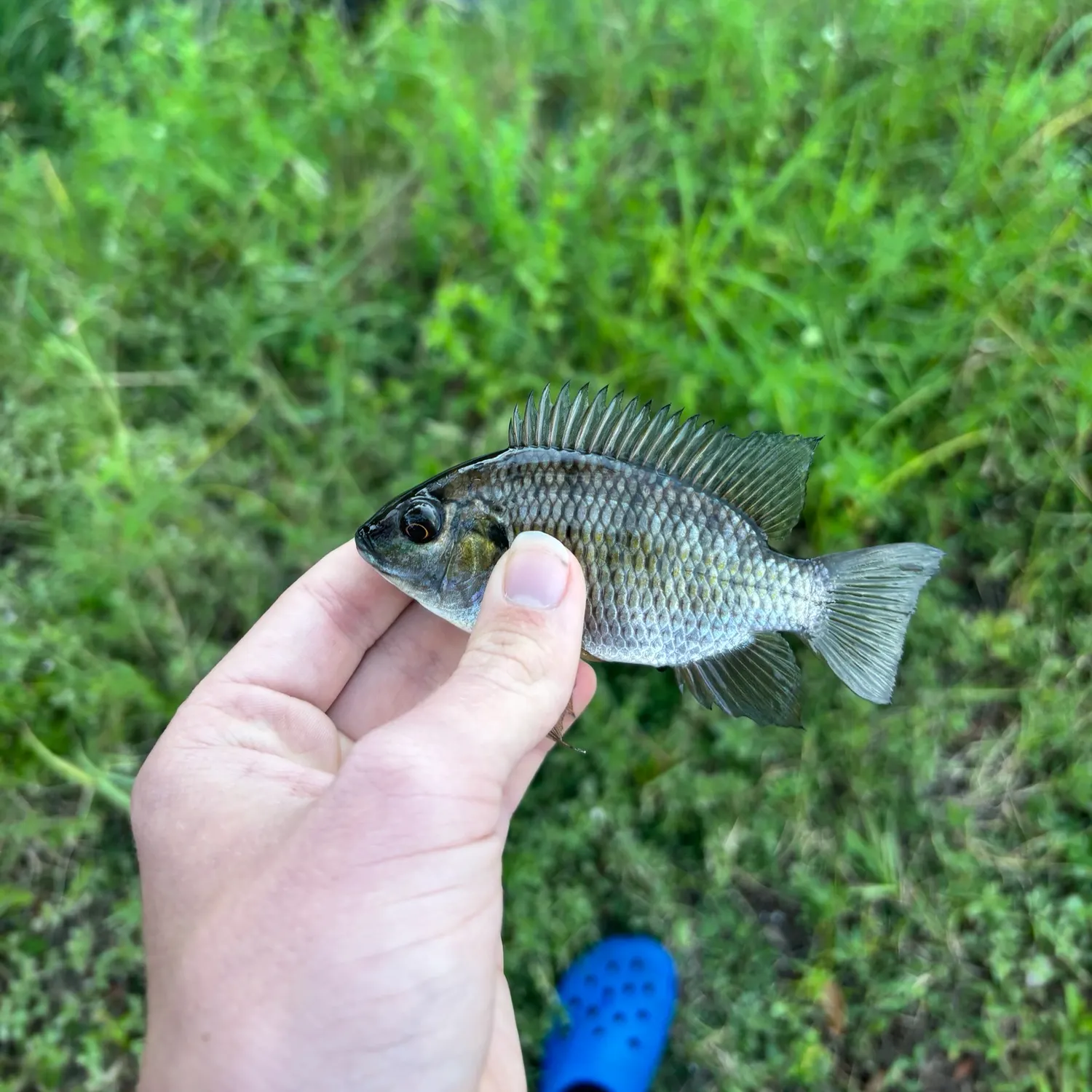 The most recent Spotted tilapia catches on Fishbrain