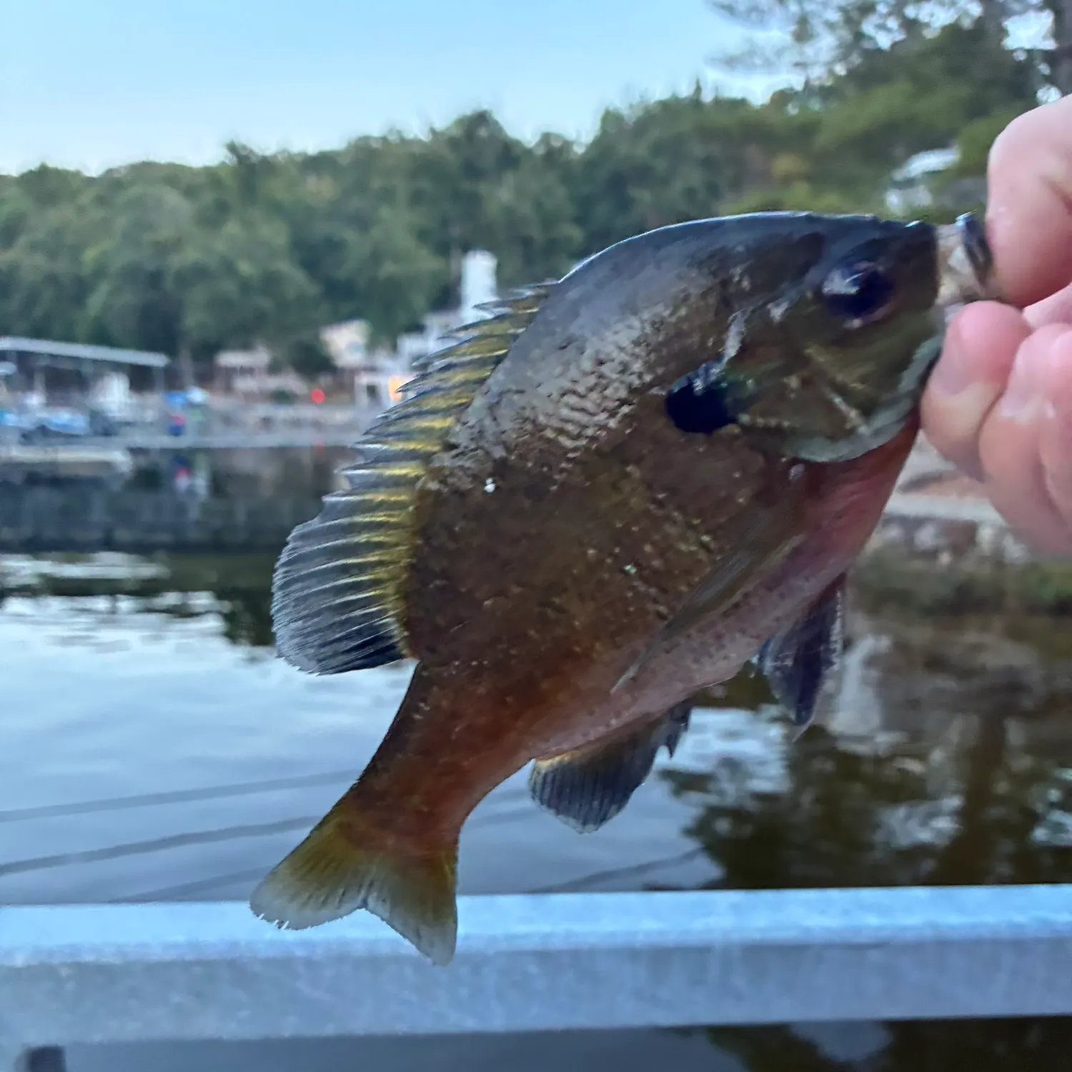 Bluegill caught on Fishbrain