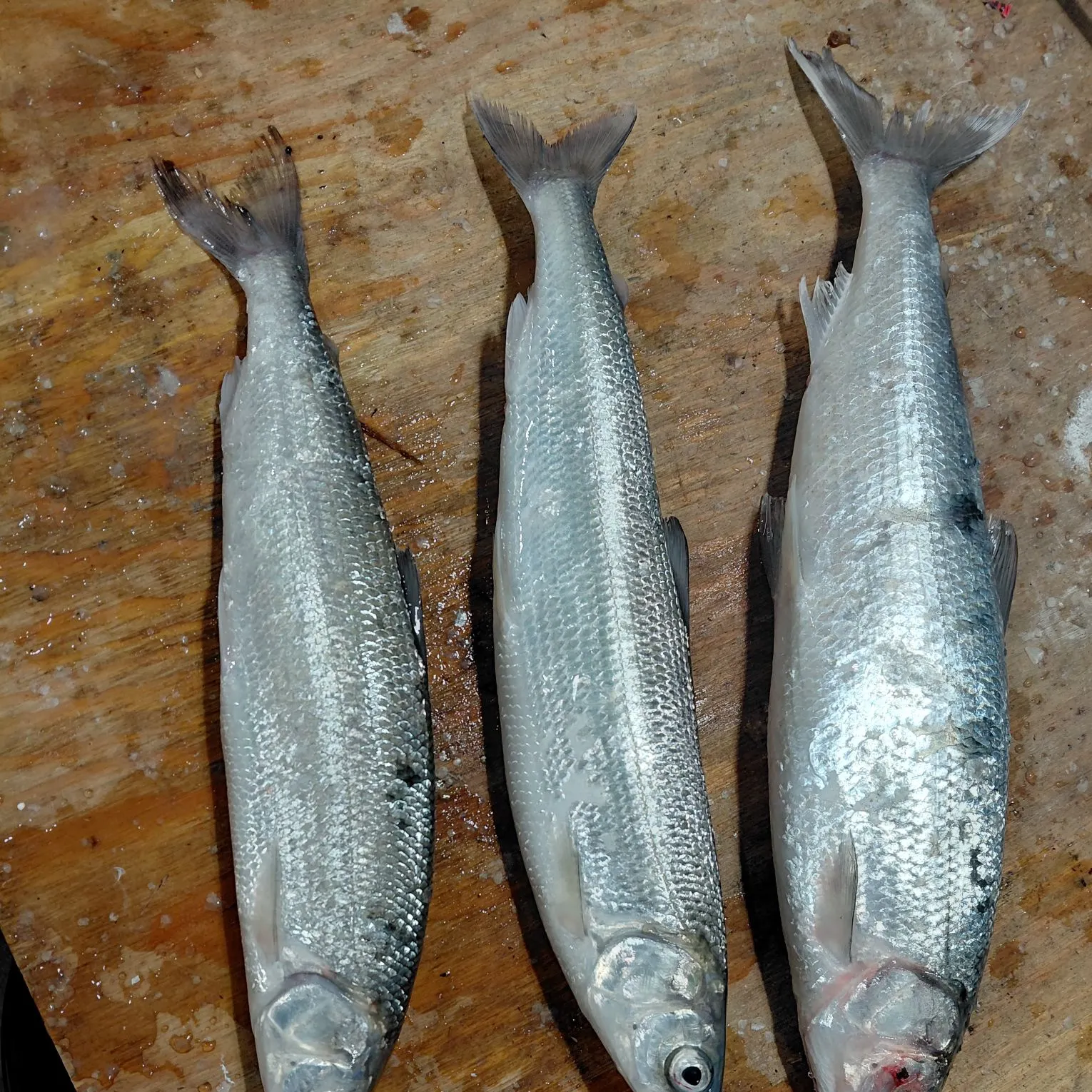 The most recent Northern cisco catches on Fishbrain