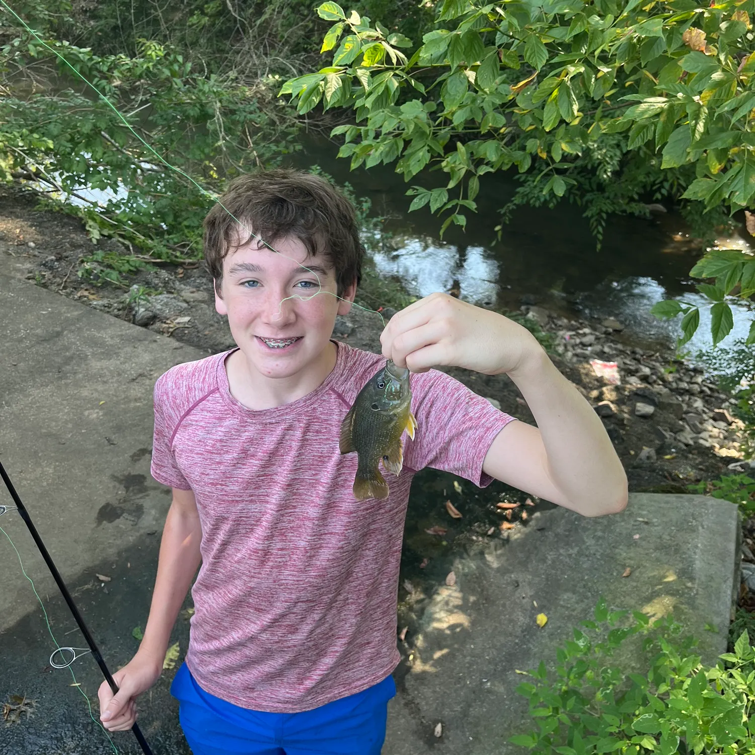 Green sunfish caught on Fishbrain