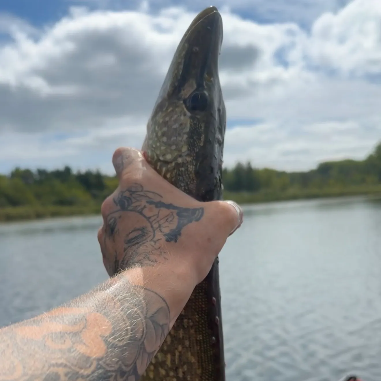 Northern pike caught on Fishbrain