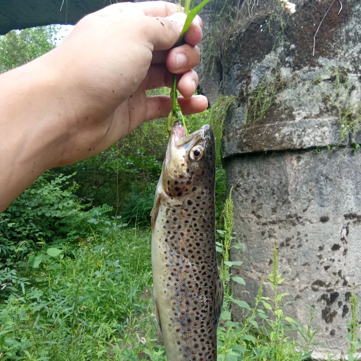 Brown trout caught on Fishbrain
