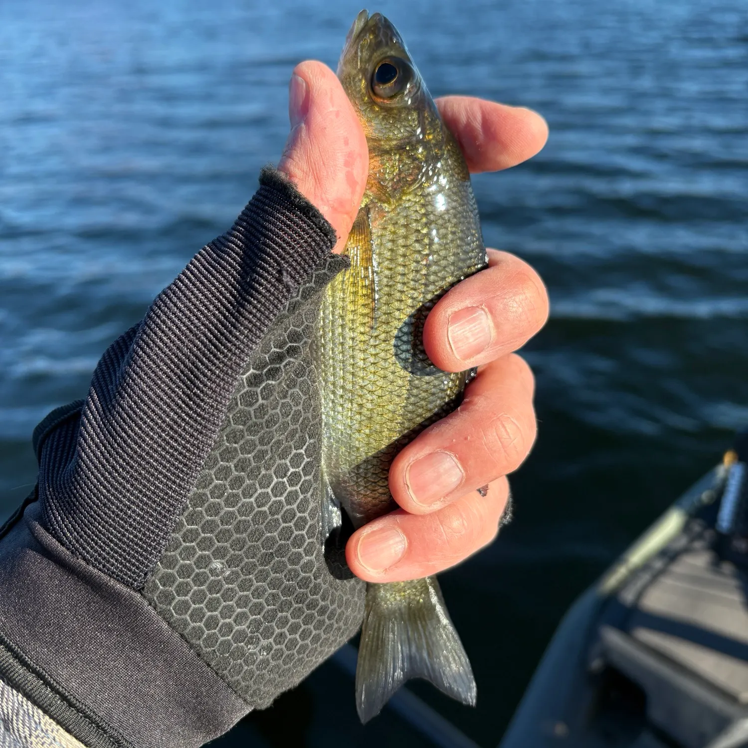 White perch caught on Fishbrain