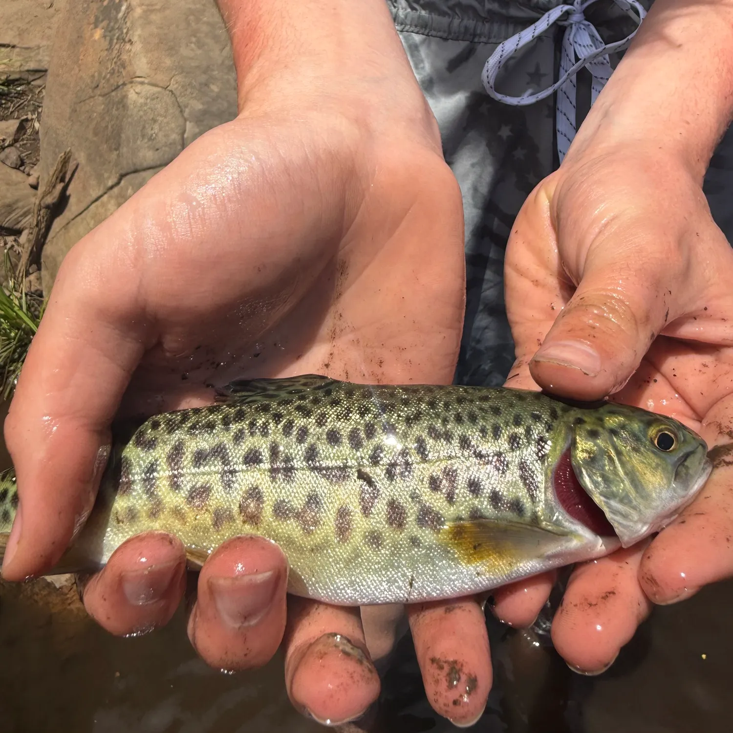 The most recent Apache trout catches on Fishbrain