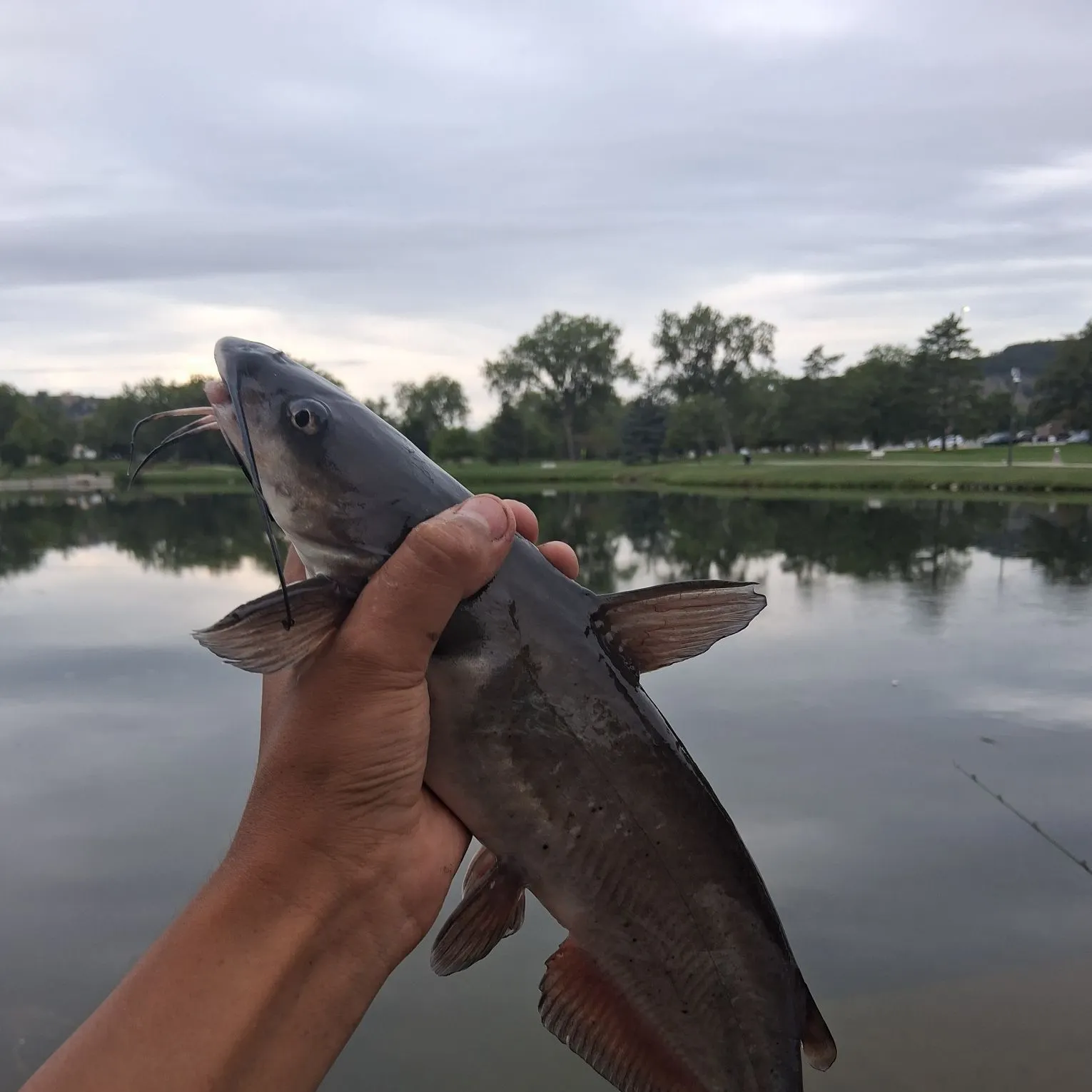 Channel catfish caught on Fishbrain