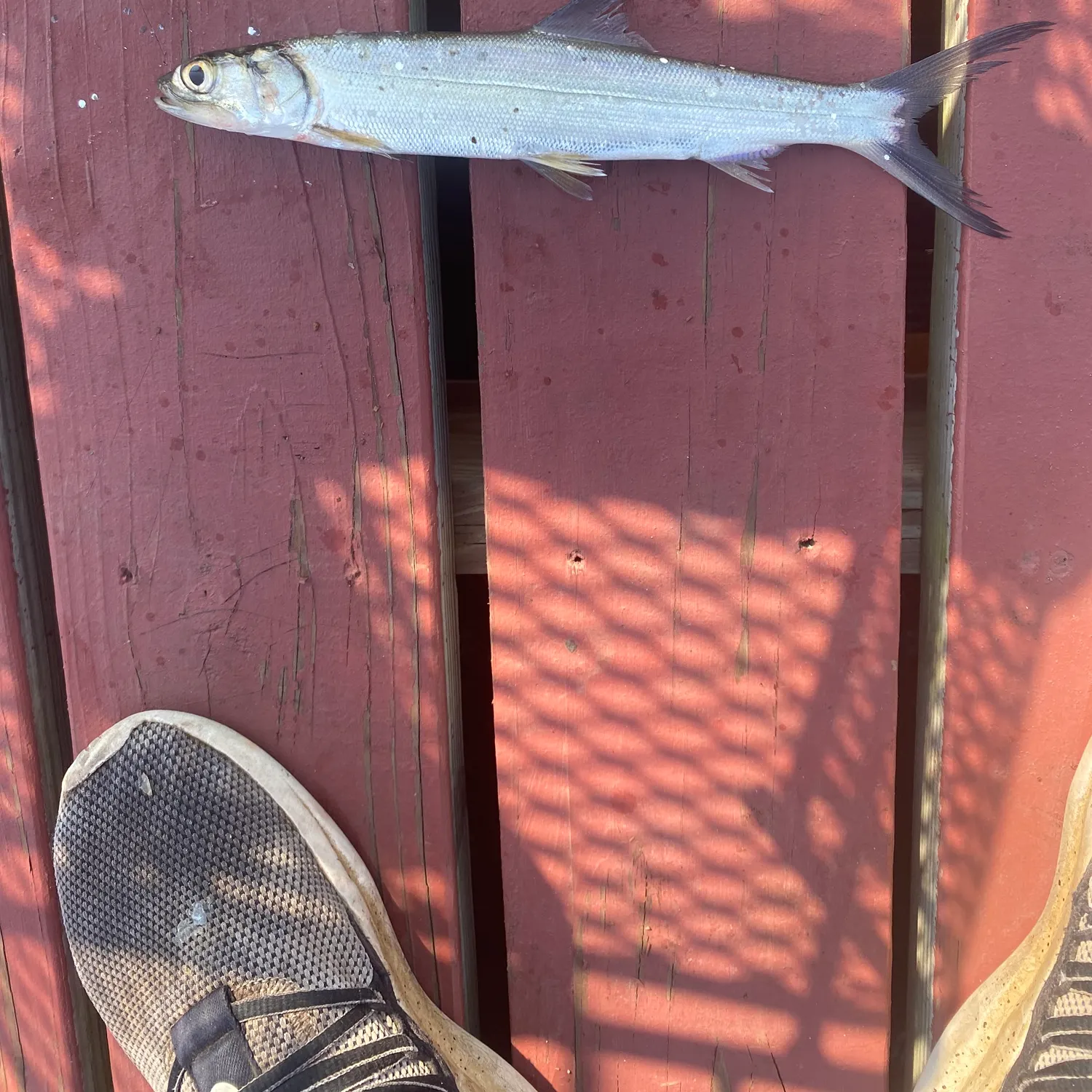 Ladyfish caught on Fishbrain