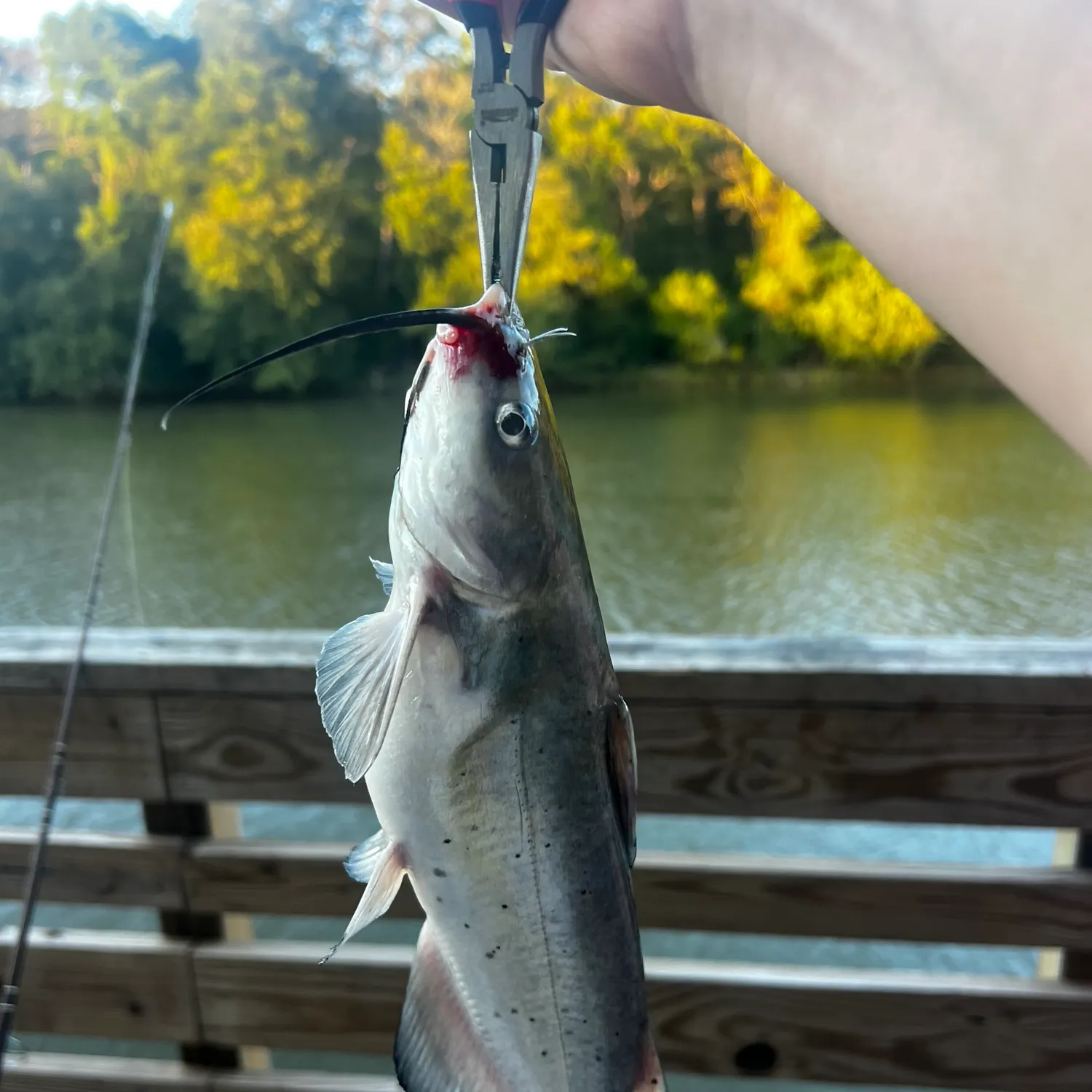 Channel catfish caught on Fishbrain