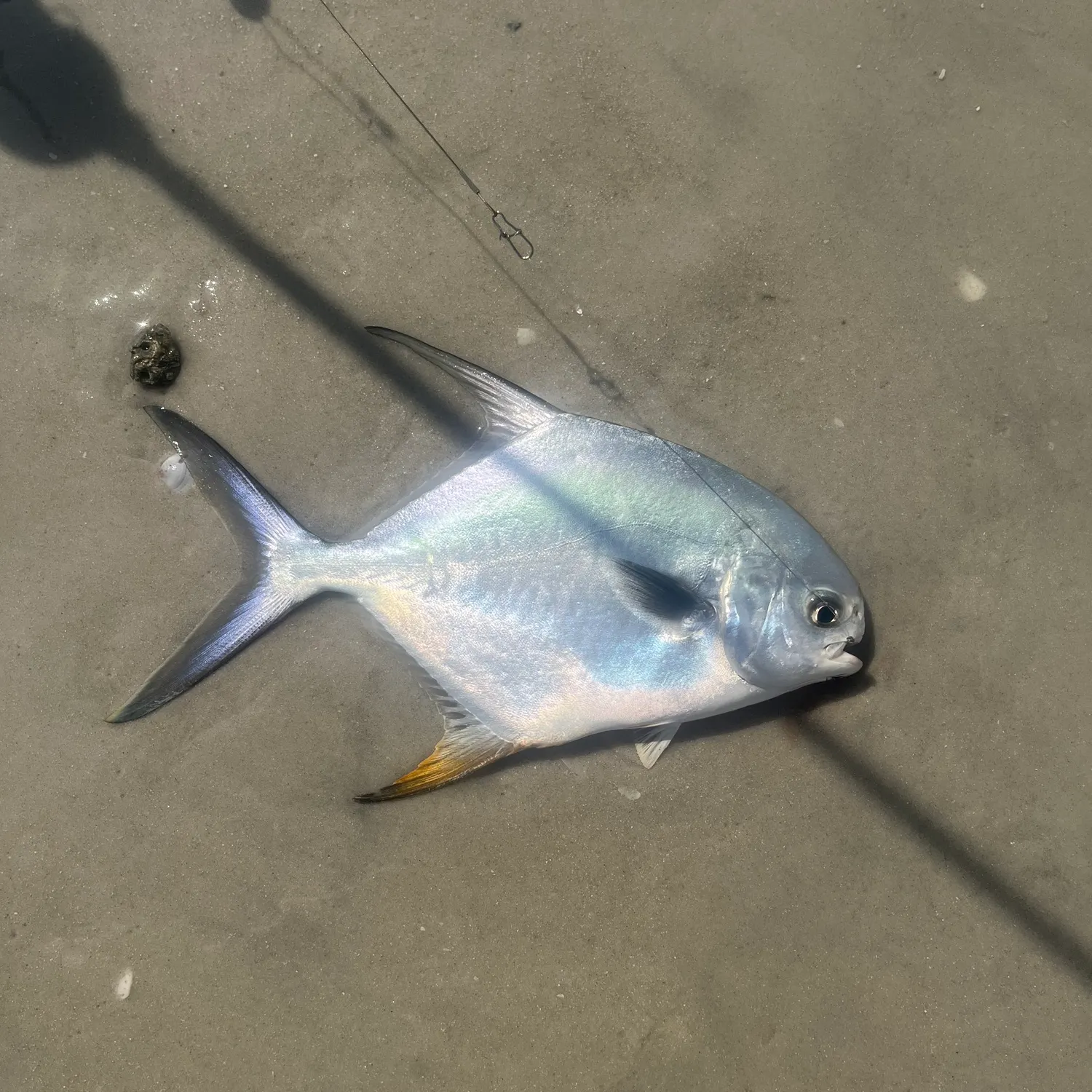 The most recent Permit catches on Fishbrain