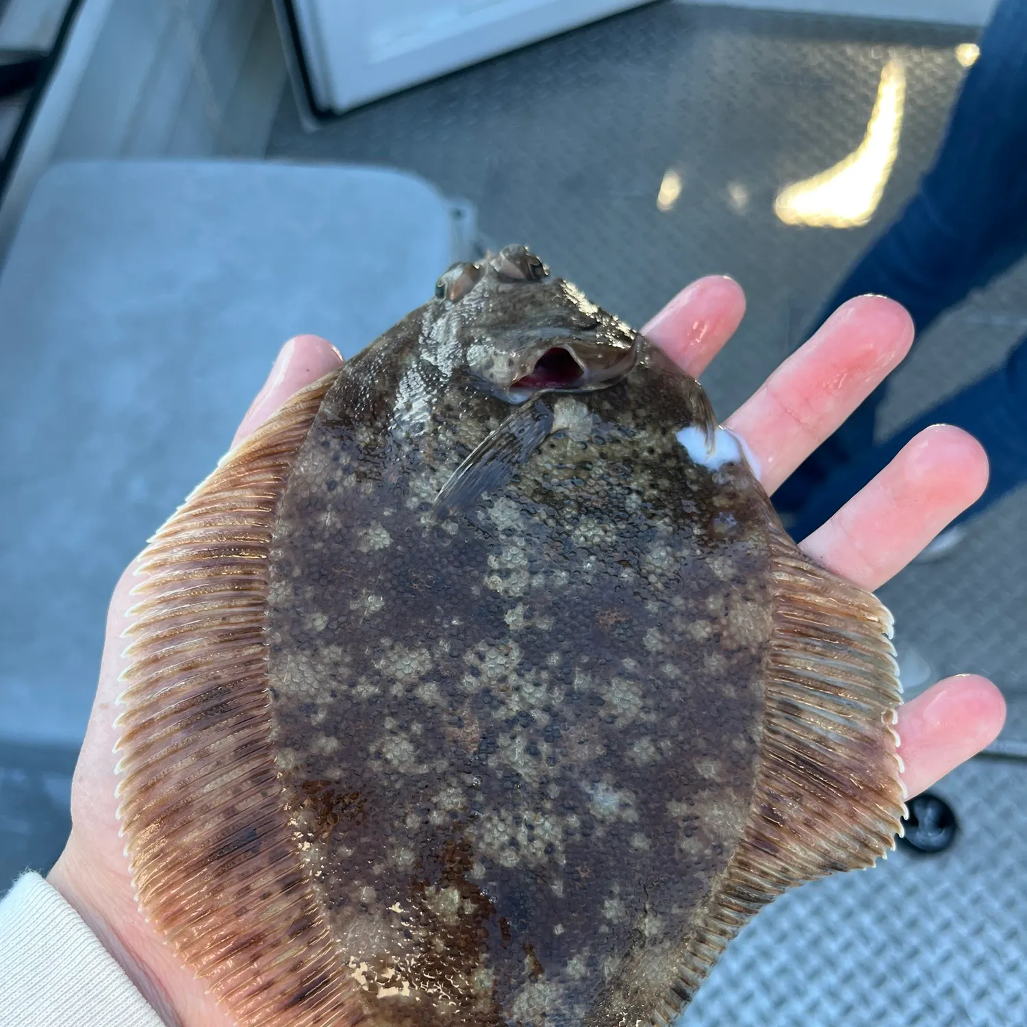Northern rock sole caught on Fishbrain