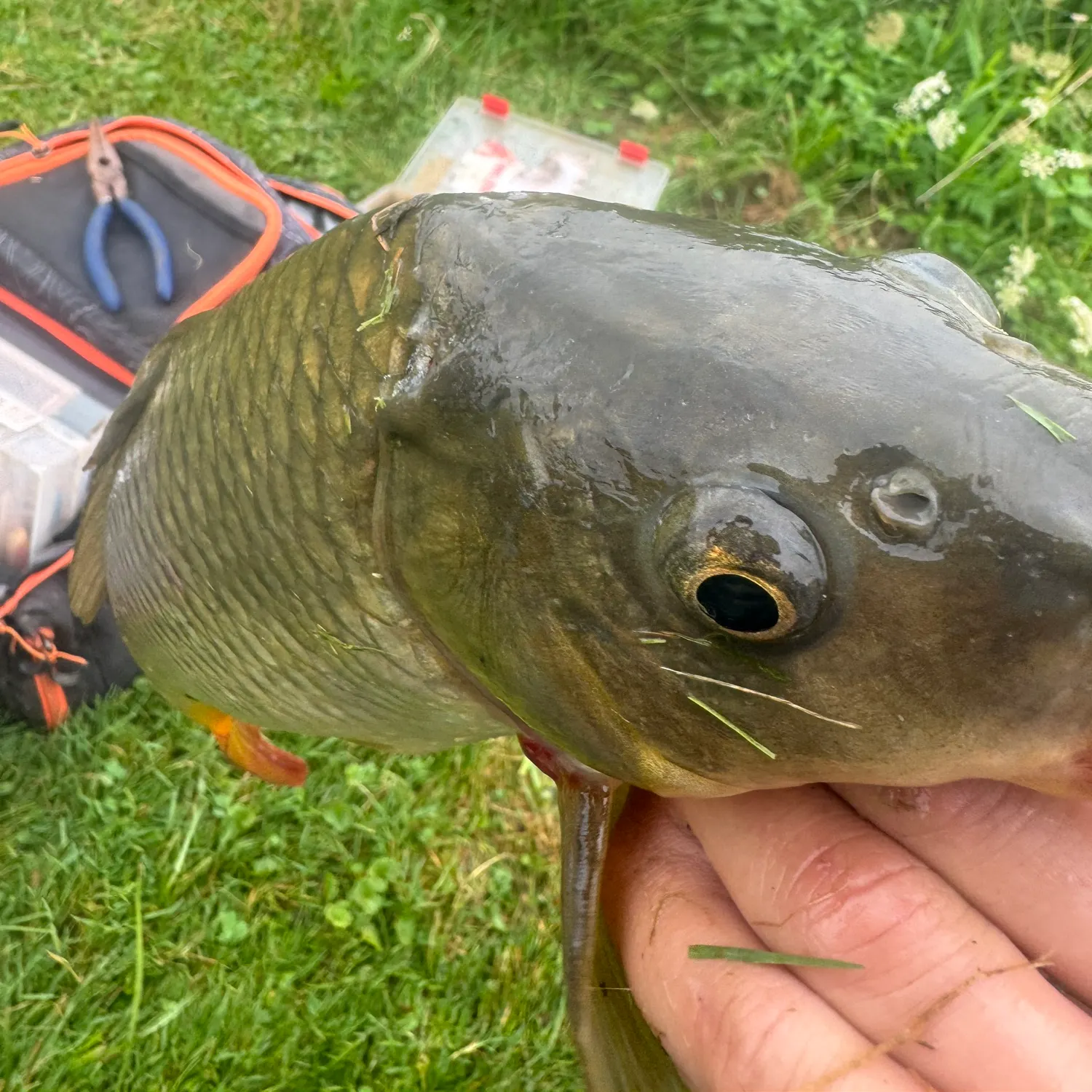 angler catch