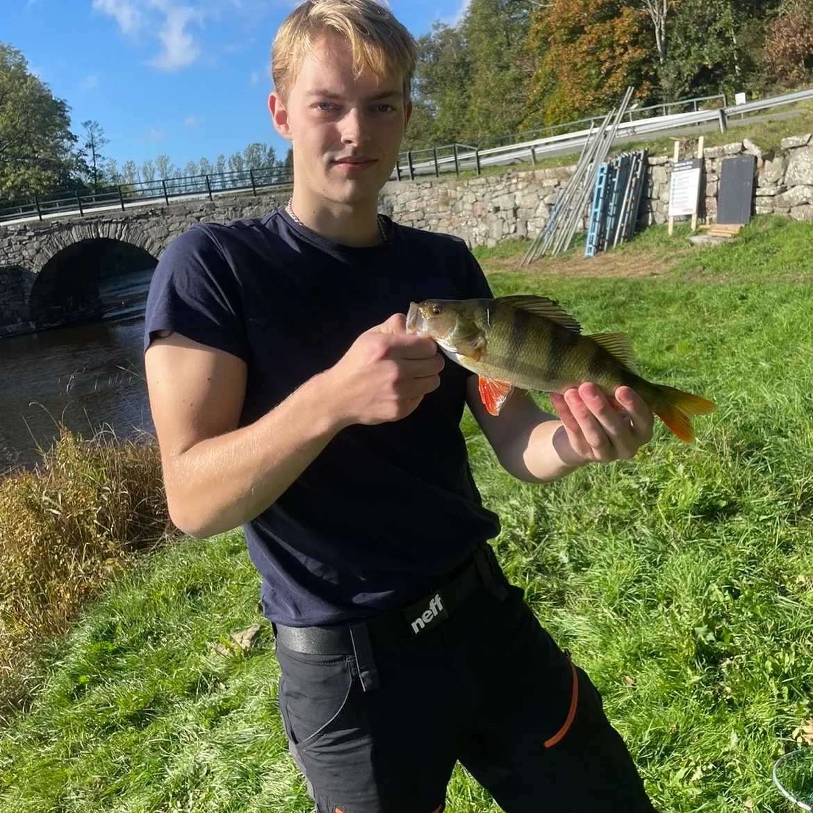 European perch caught on Fishbrain