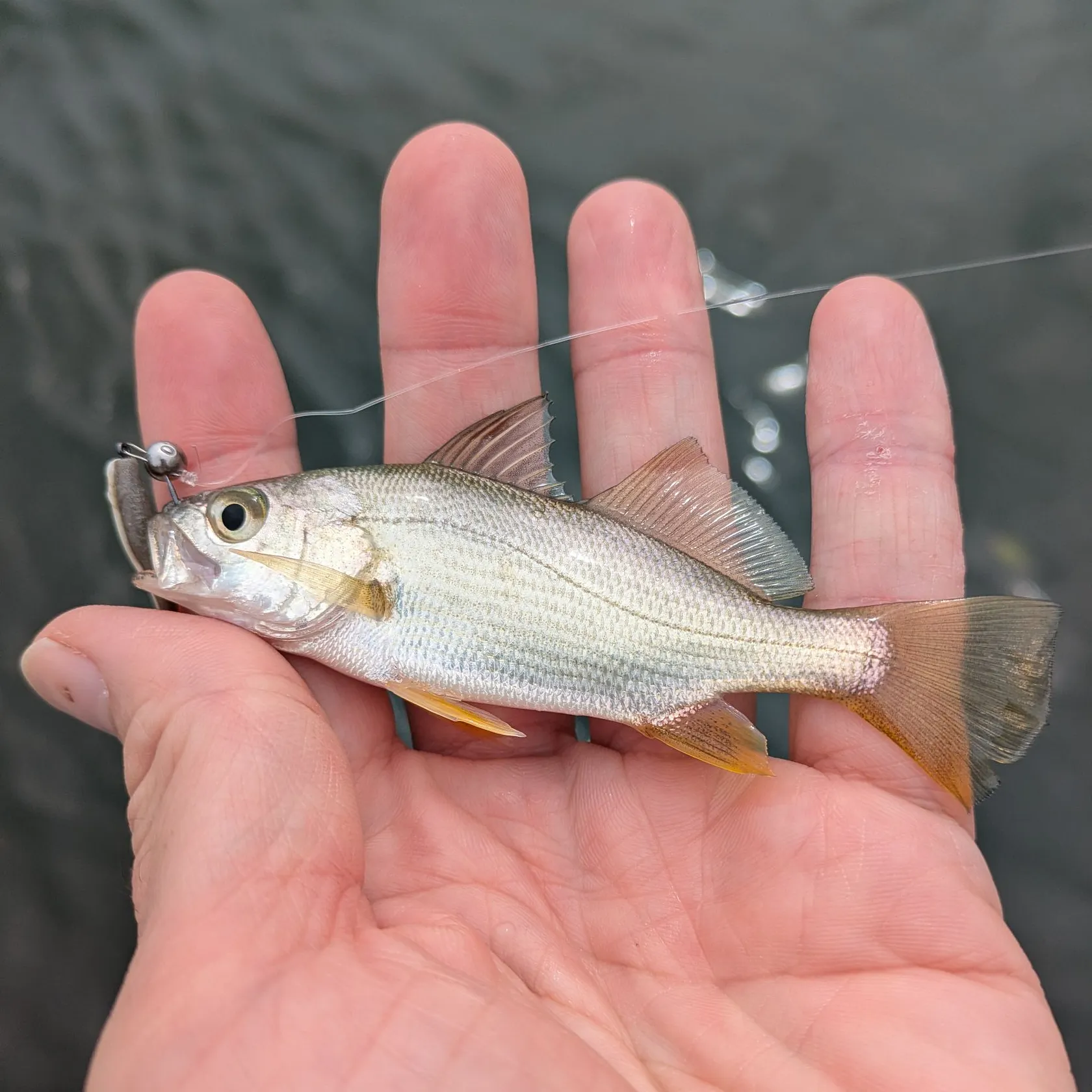The most recent Silver perch catches on Fishbrain
