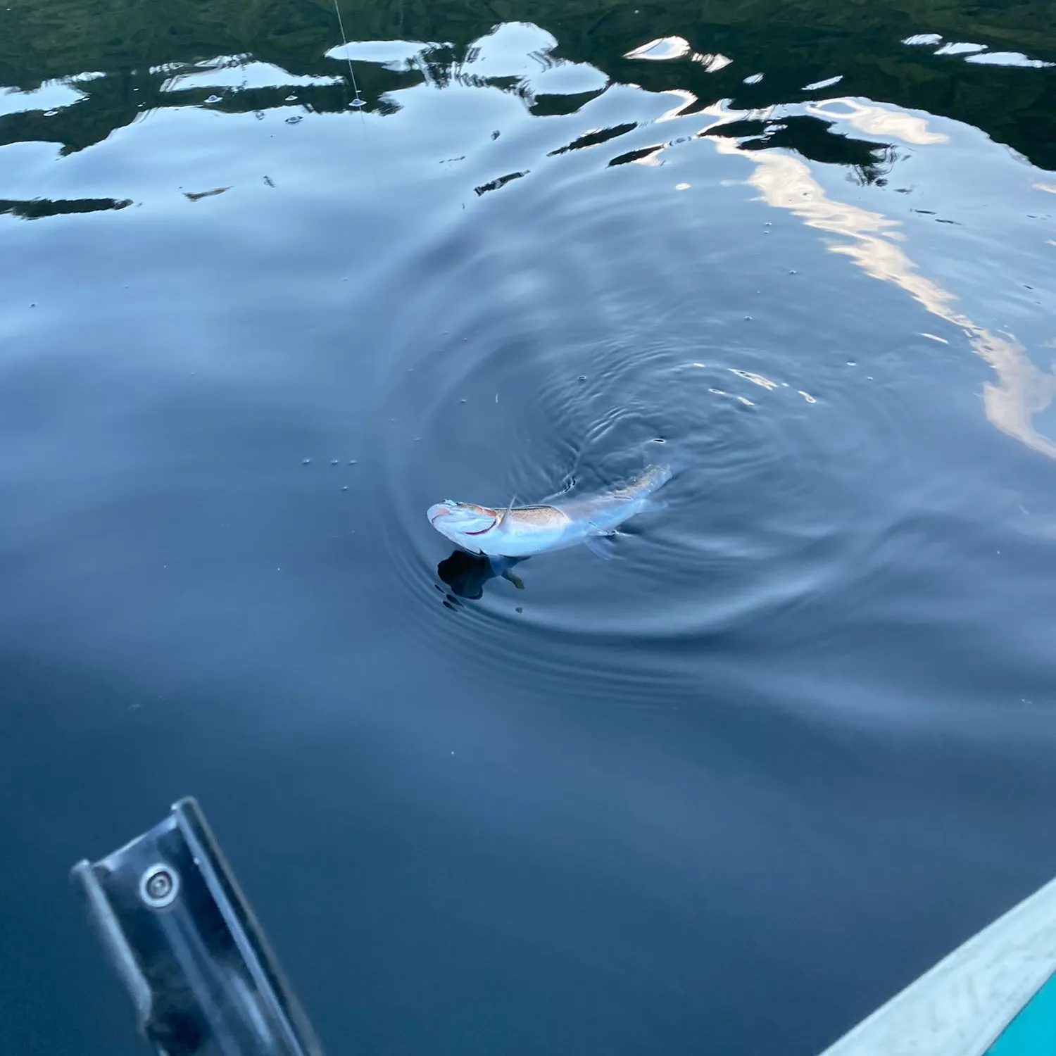 Fish caught on Fishbrain