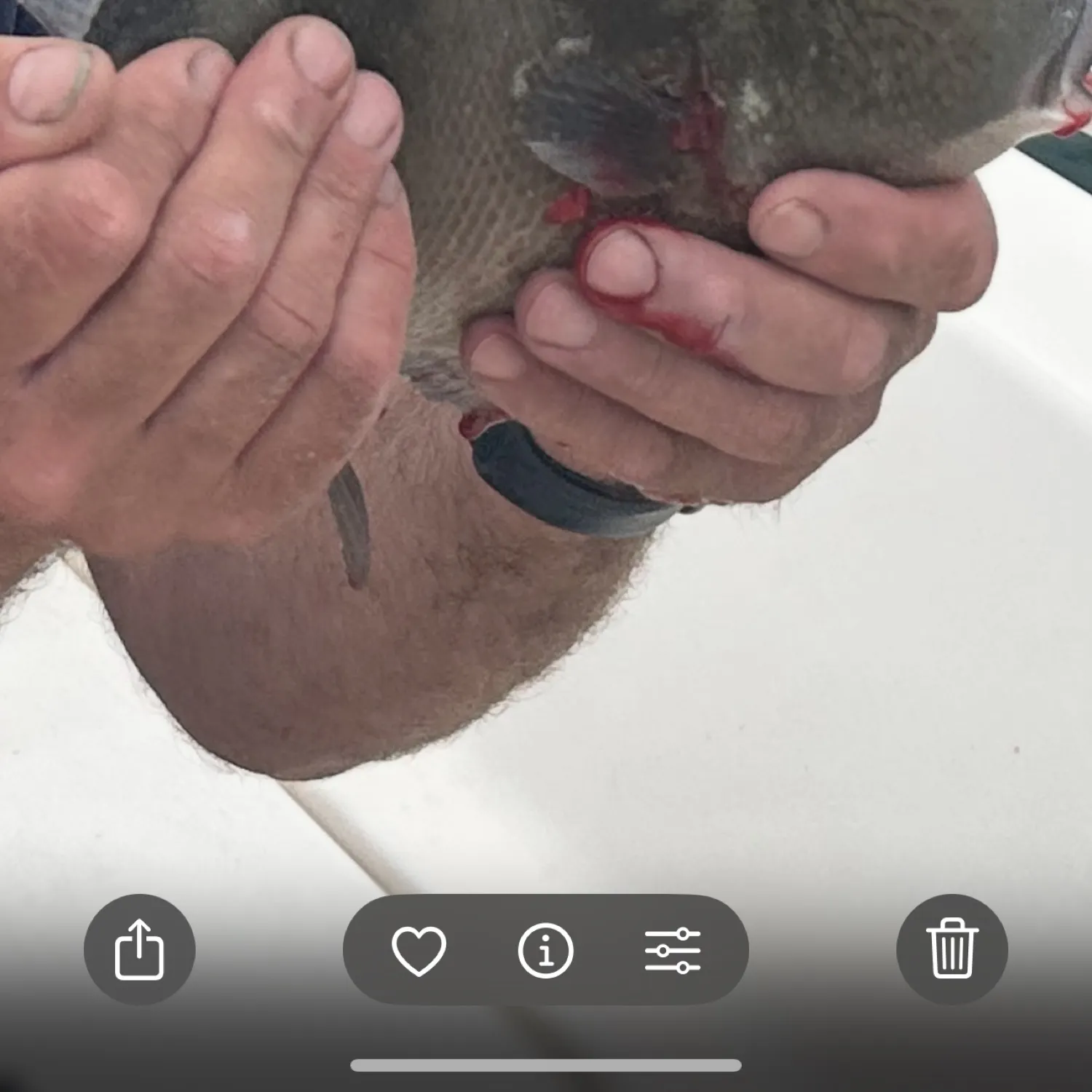 The most recent Grey triggerfish catches on Fishbrain