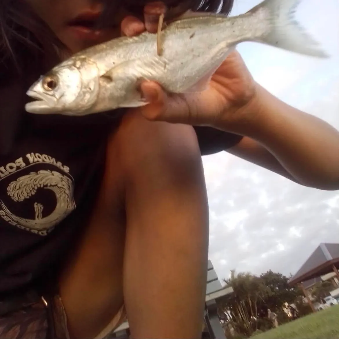 The most recent Bluefish catches on Fishbrain