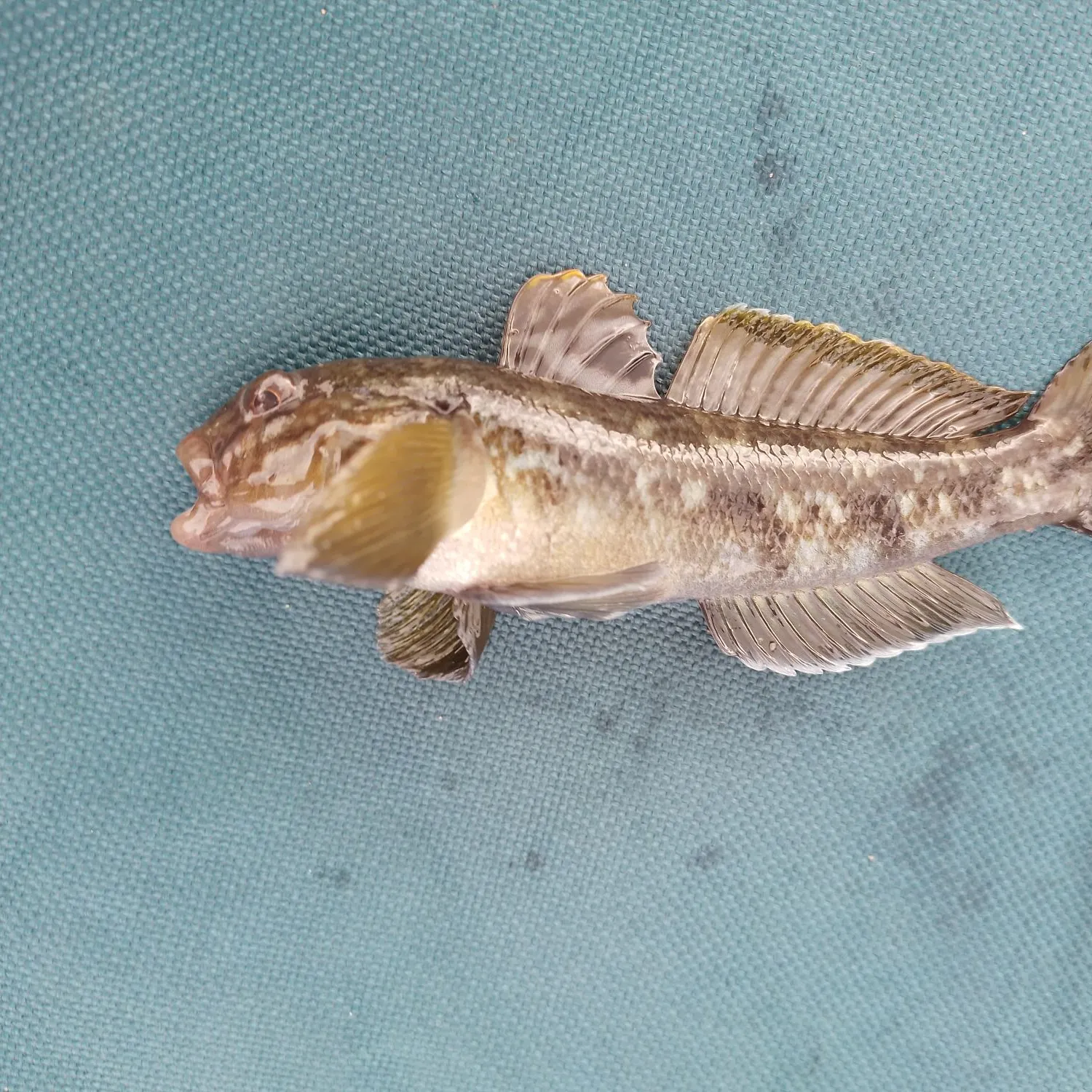 The most recent Round goby catches on Fishbrain