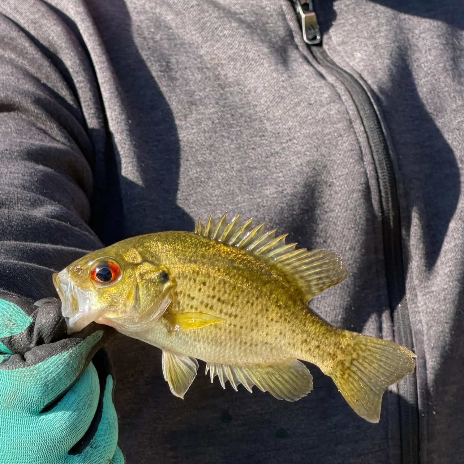 Rock bass caught on Fishbrain