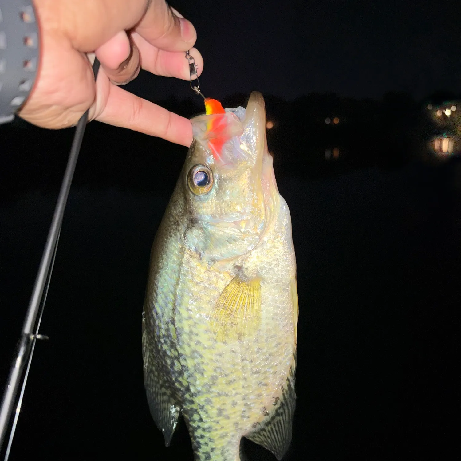 Black crappie caught on Fishbrain