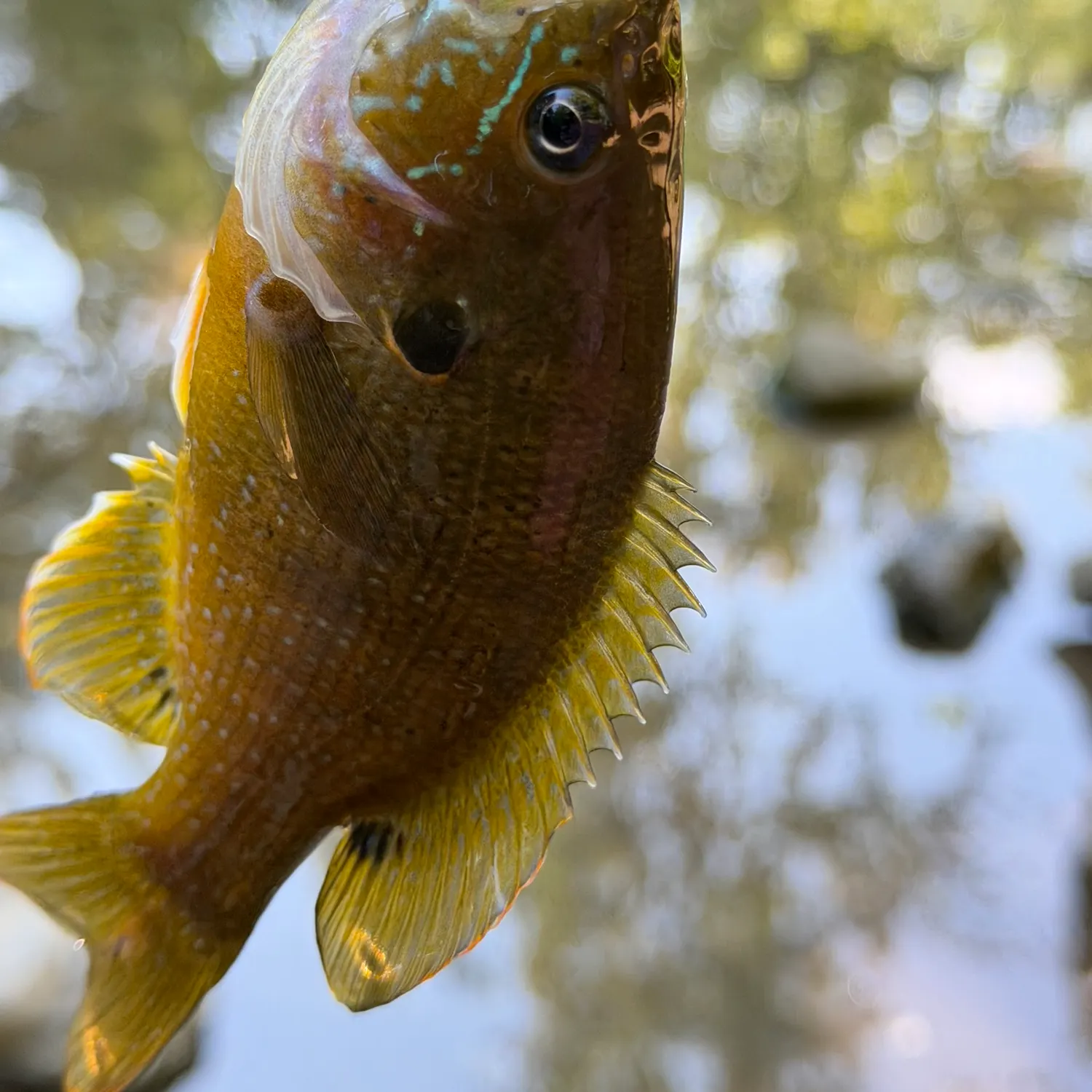 Green sunfish caught on Fishbrain
