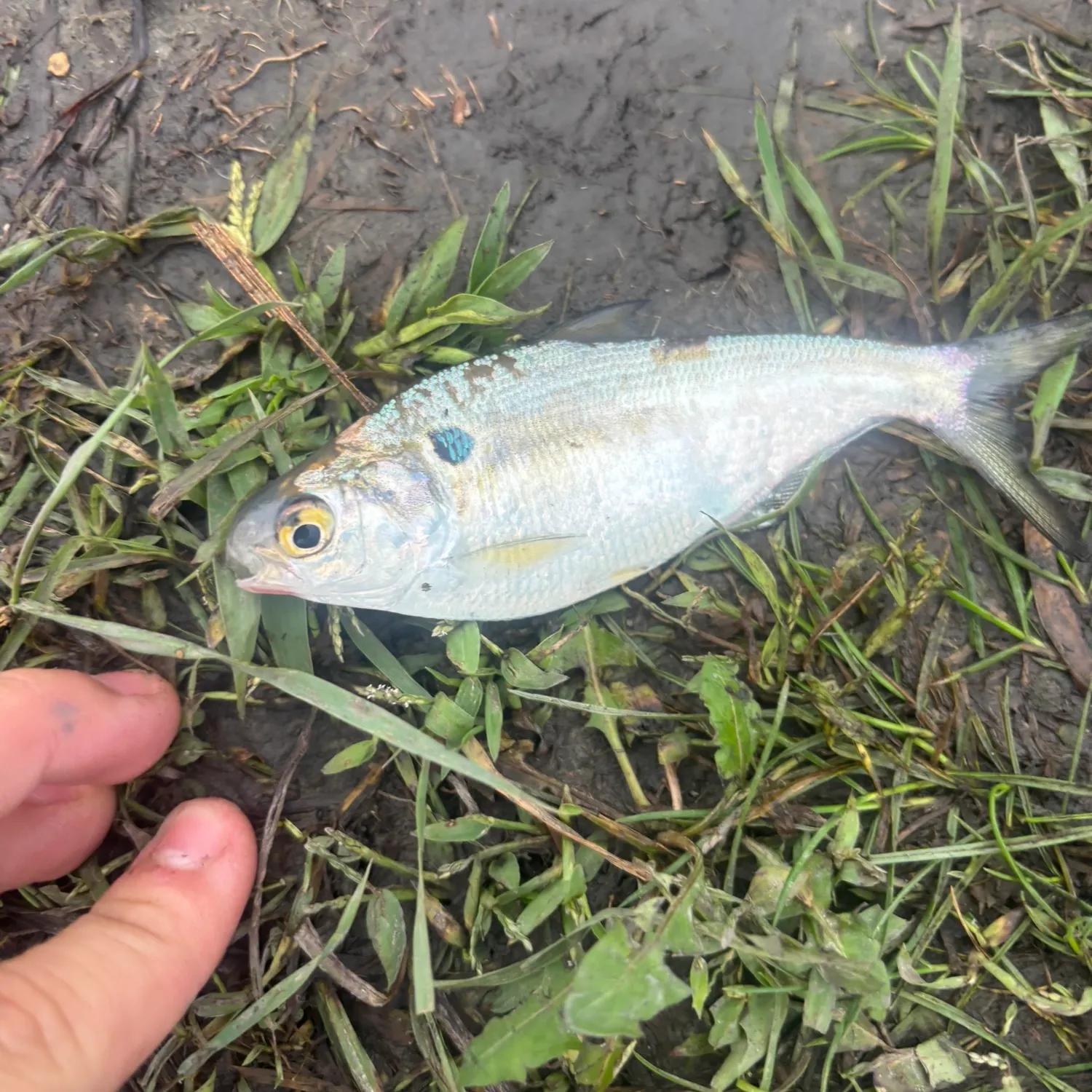 American gizzard shad caught on Fishbrain