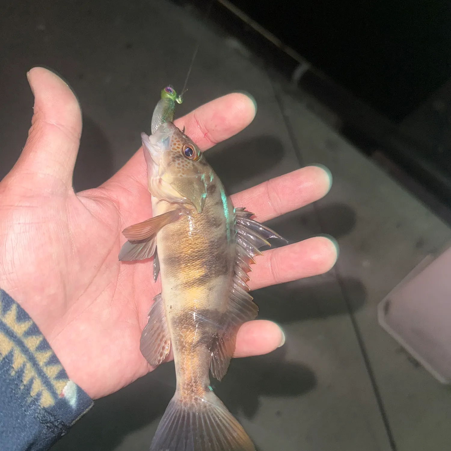 Barred sand bass caught on Fishbrain