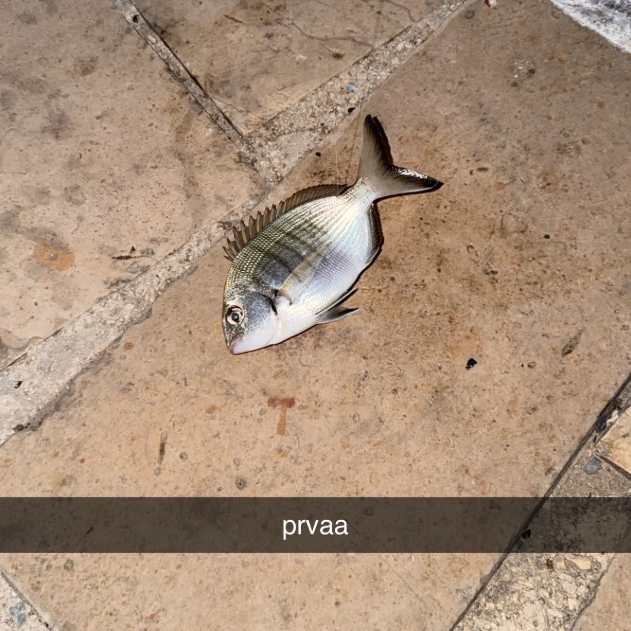 The most recent White seabream catches on Fishbrain