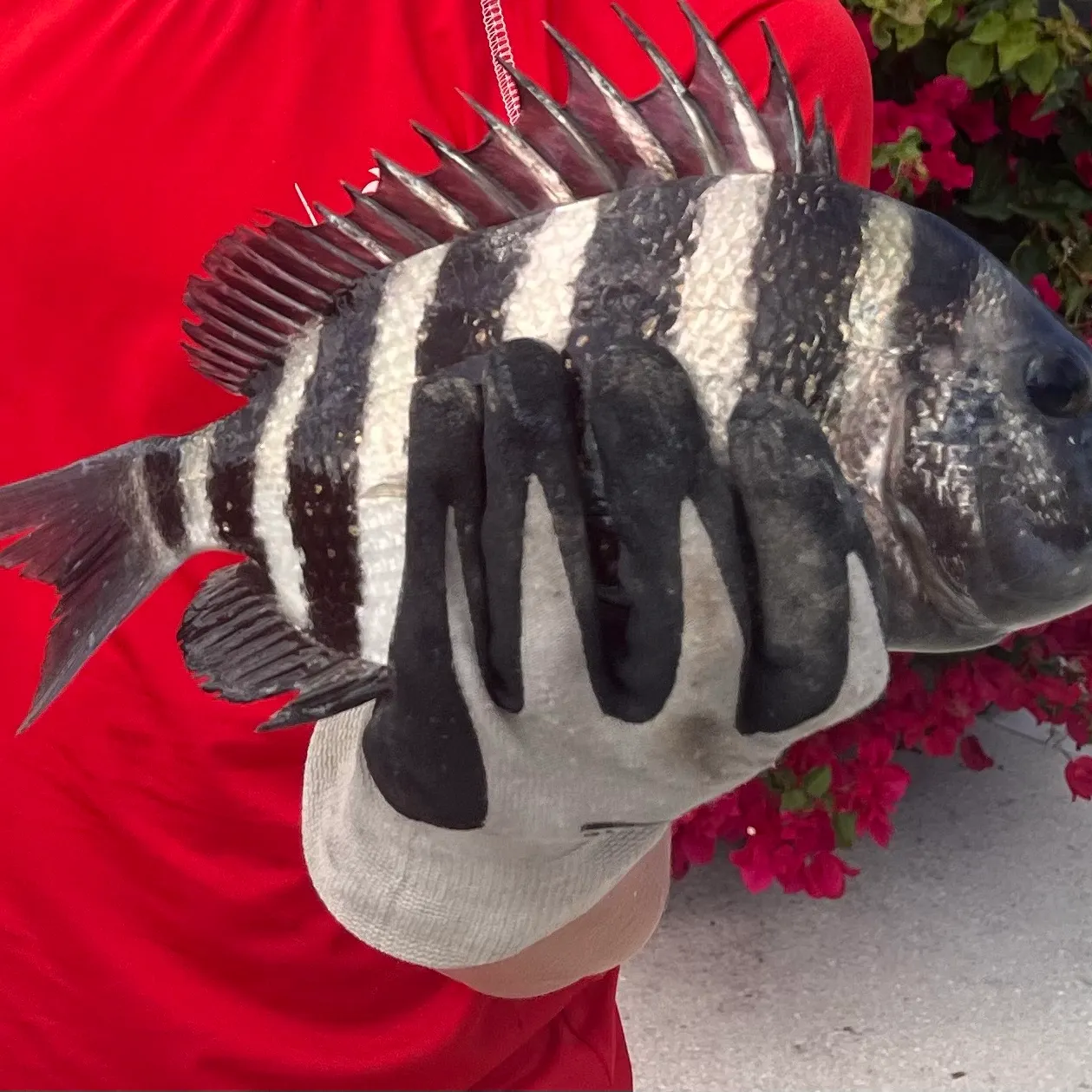 The most recent Sheepshead catches on Fishbrain