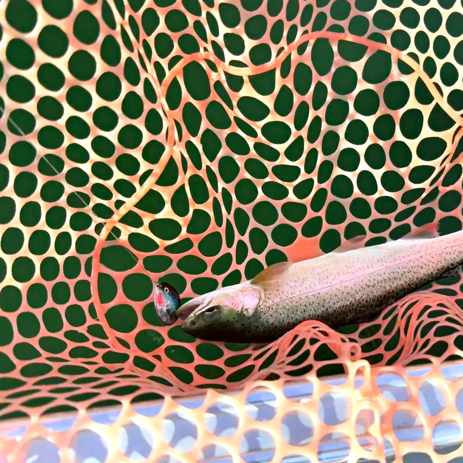 The most recent Cutbow catches on Fishbrain