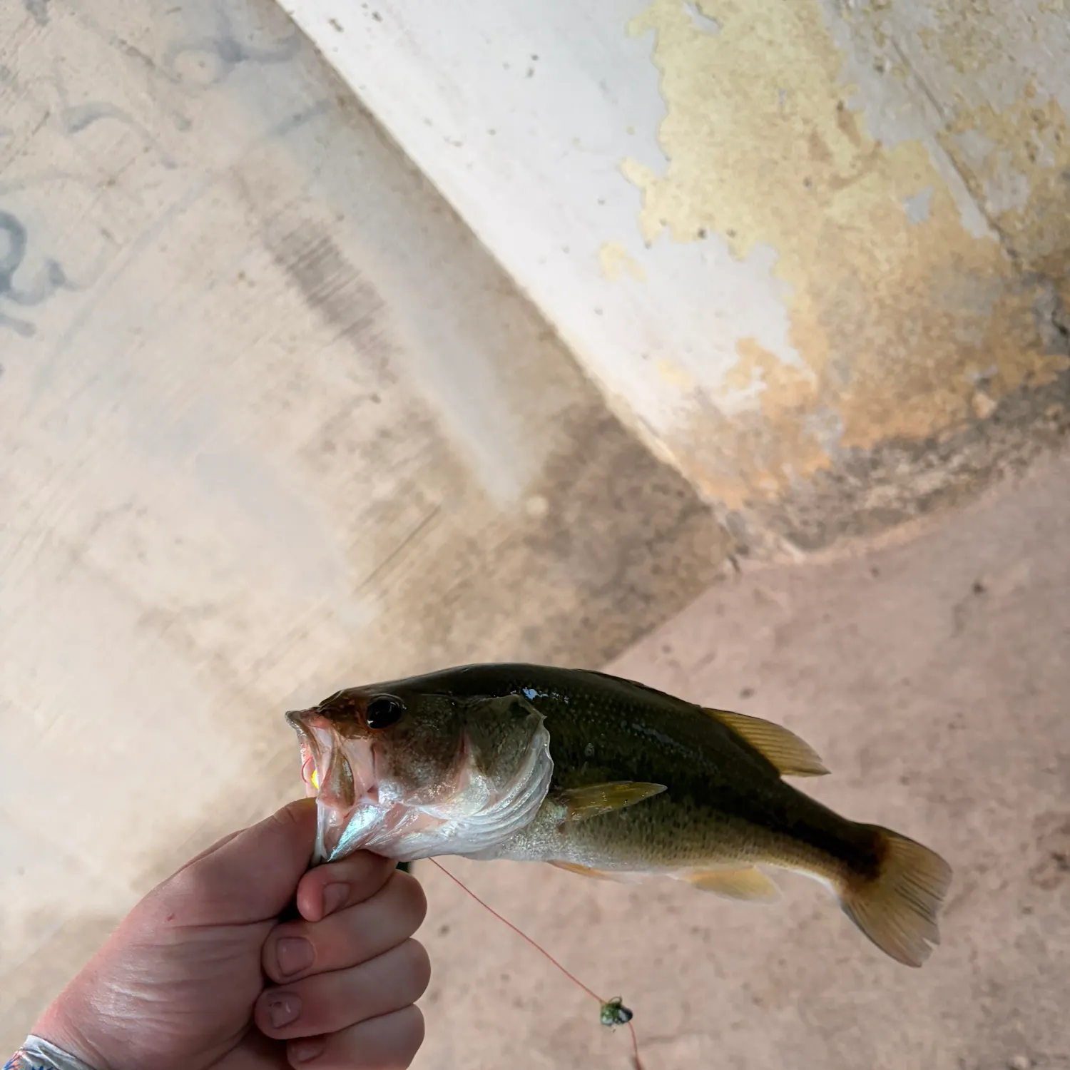 Spotted bass caught on Fishbrain