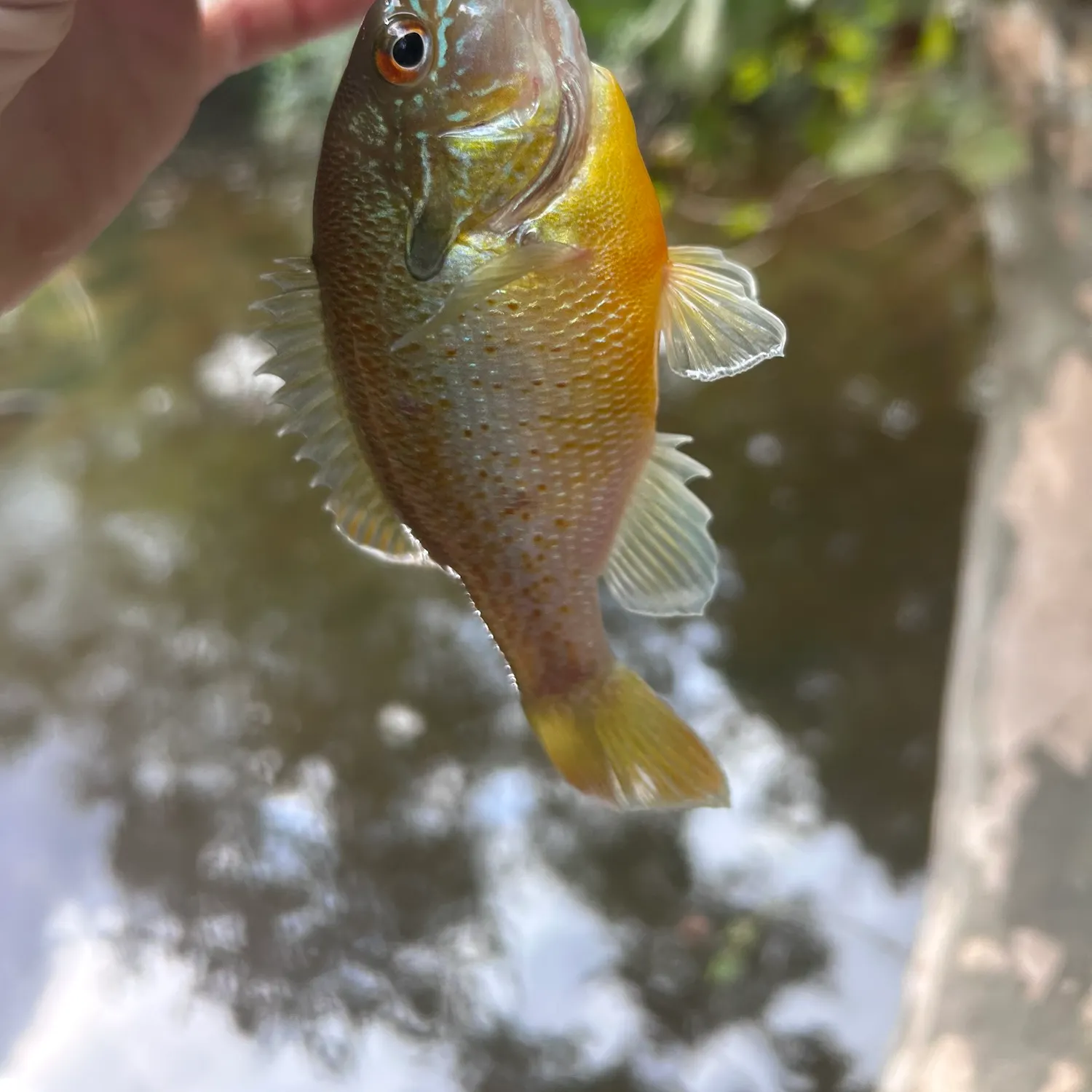 Redbreast sunfish caught on Fishbrain