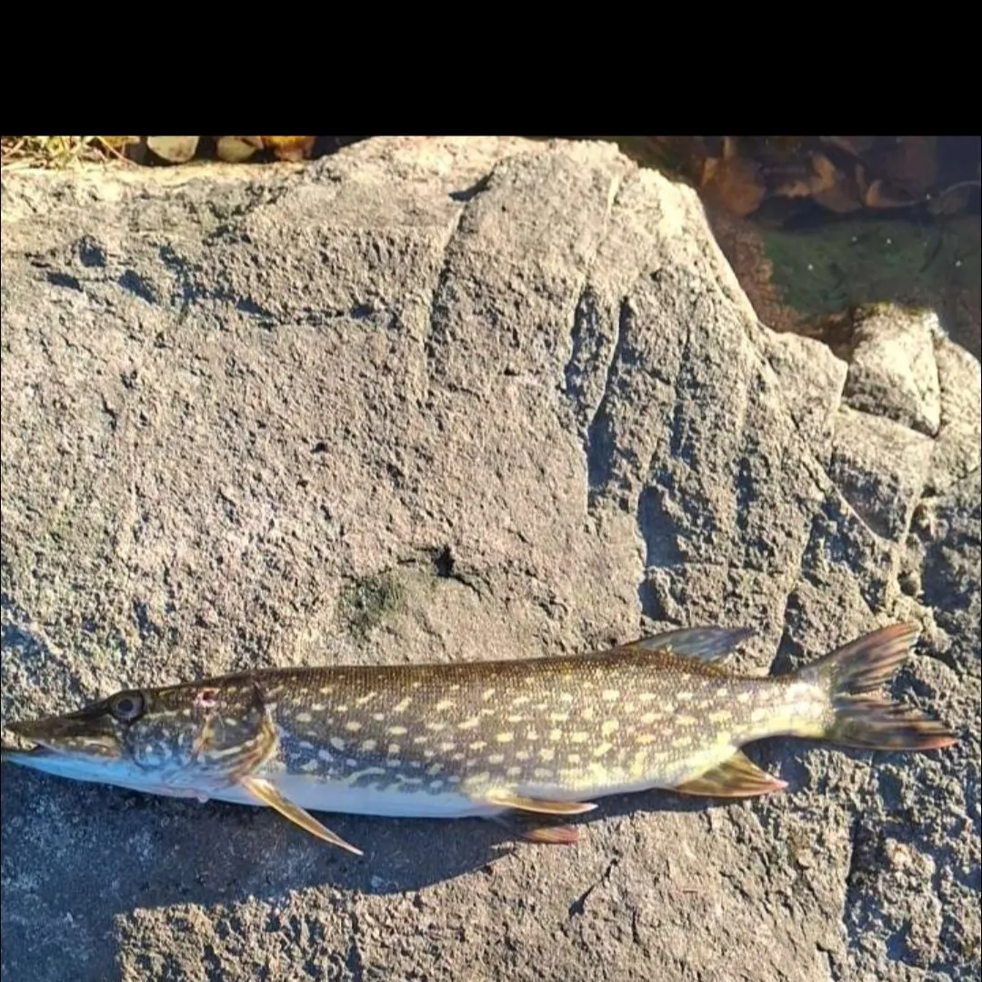 Northern pike caught on Fishbrain
